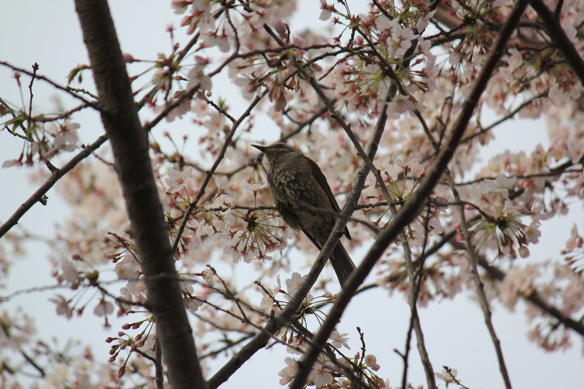 Canon EOS 550D (EOS Rebel T2i / EOS Kiss X4) sample photo. I like this place. so cozy ! photography
