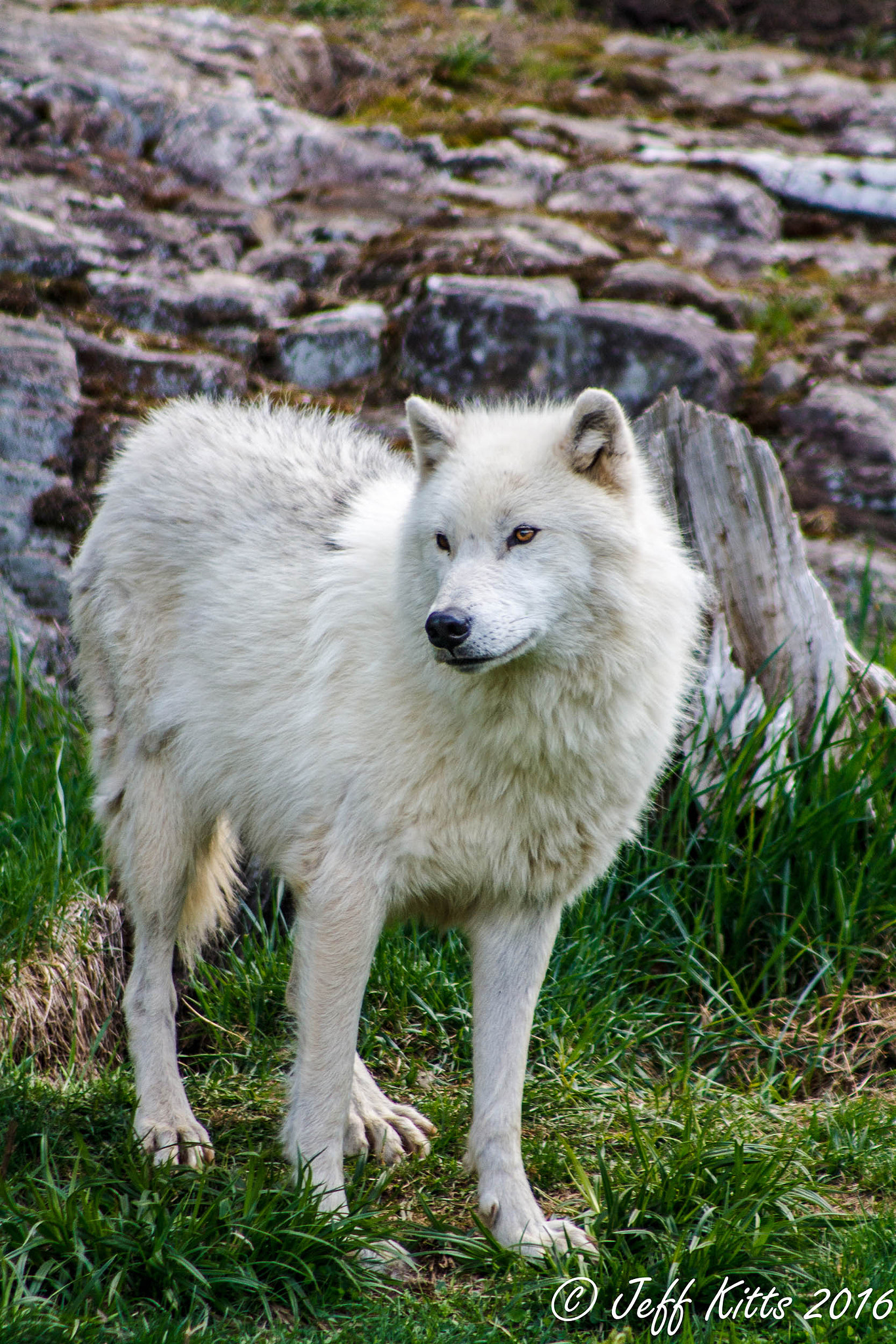 Canon EF 75-300mm f/4-5.6 USM sample photo. 8516-arctic wolf photography