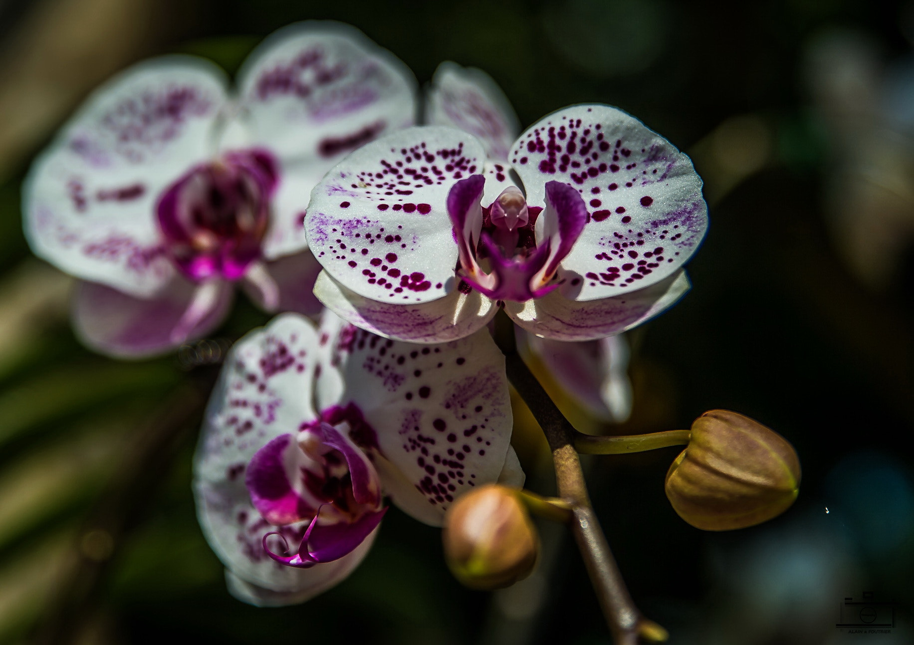 Nikon Df sample photo. Phalaenopsis (butterfly orchid) thailand photography