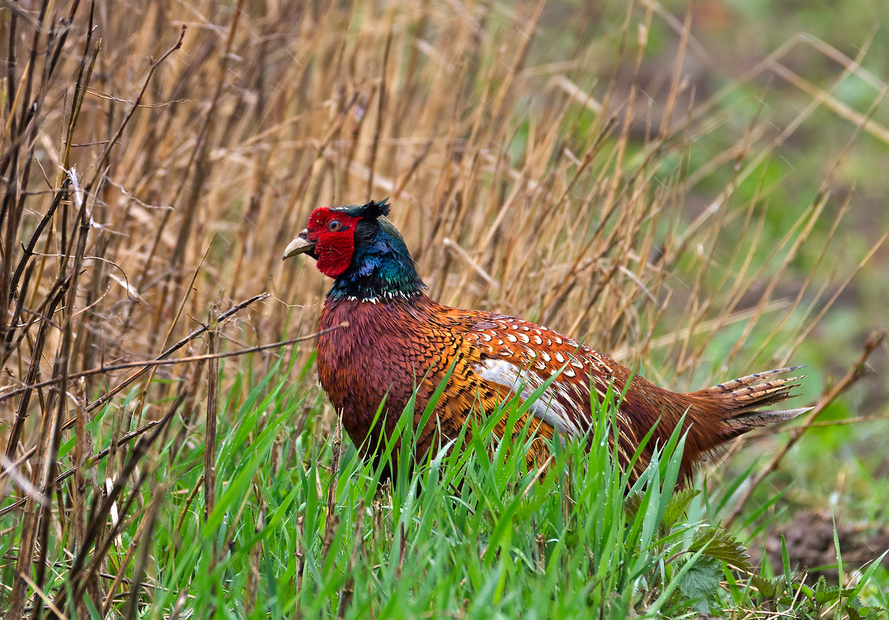 Pentax K-5 sample photo. Fasan im regen photography