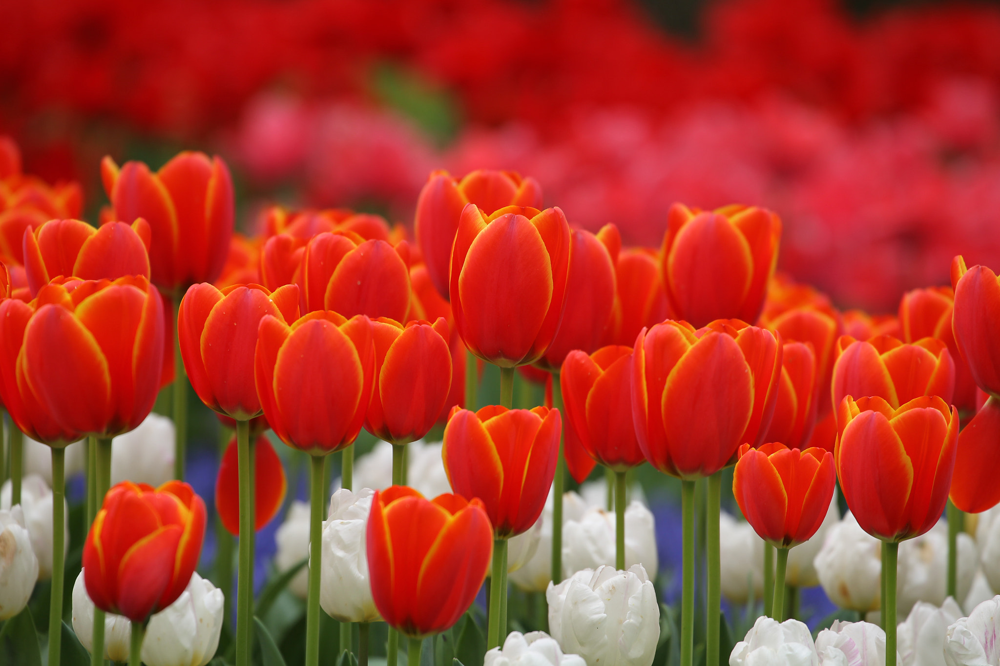 Canon EF 70-300mm F4-5.6L IS USM sample photo. Colorful color feel the arrival of spring photography