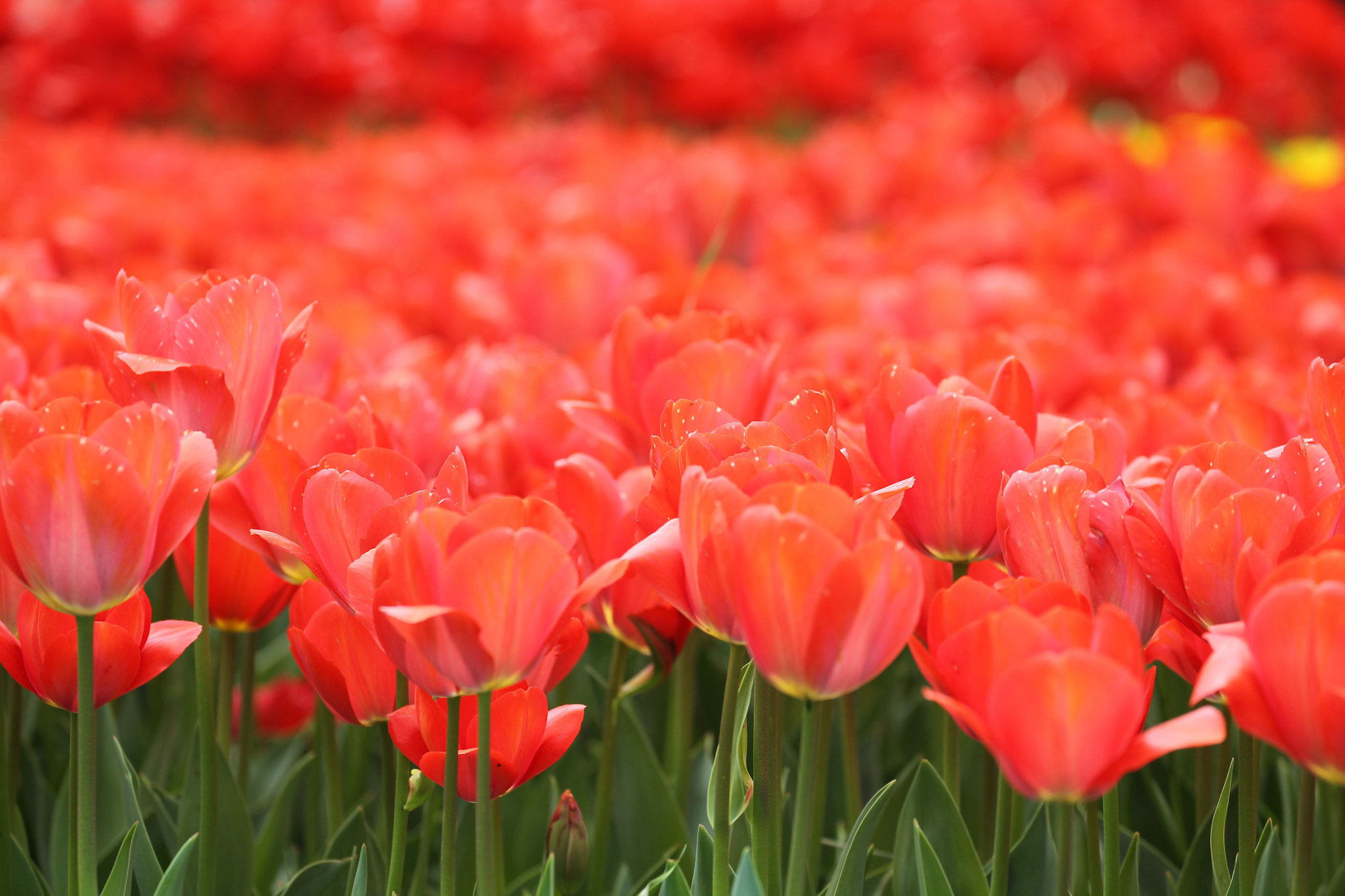 Canon EF 70-300mm F4-5.6L IS USM sample photo. Colorful color feel the arrival of spring photography
