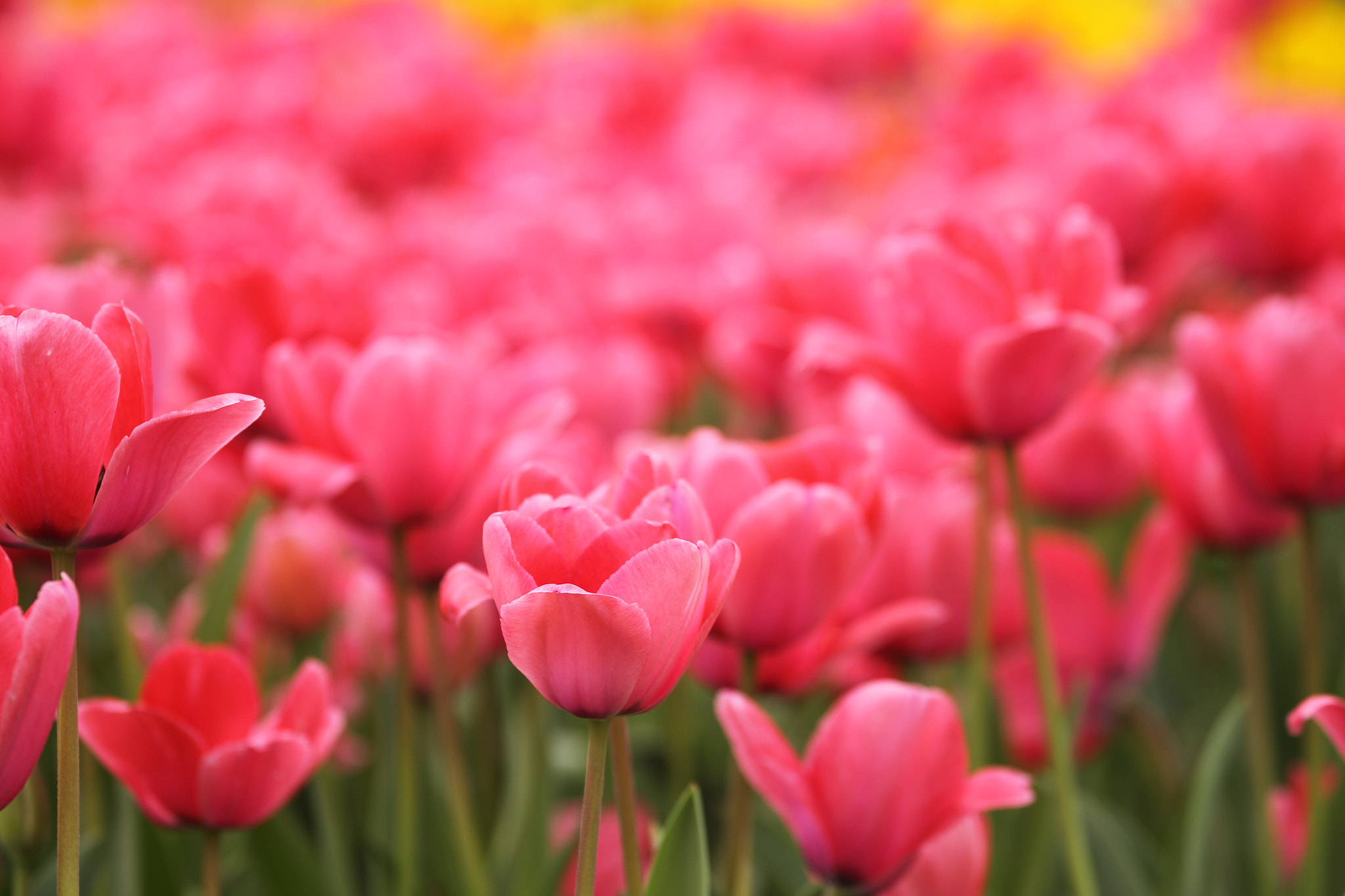 Canon EF 70-300mm F4-5.6L IS USM sample photo. Colorful color feel the arrival of spring photography