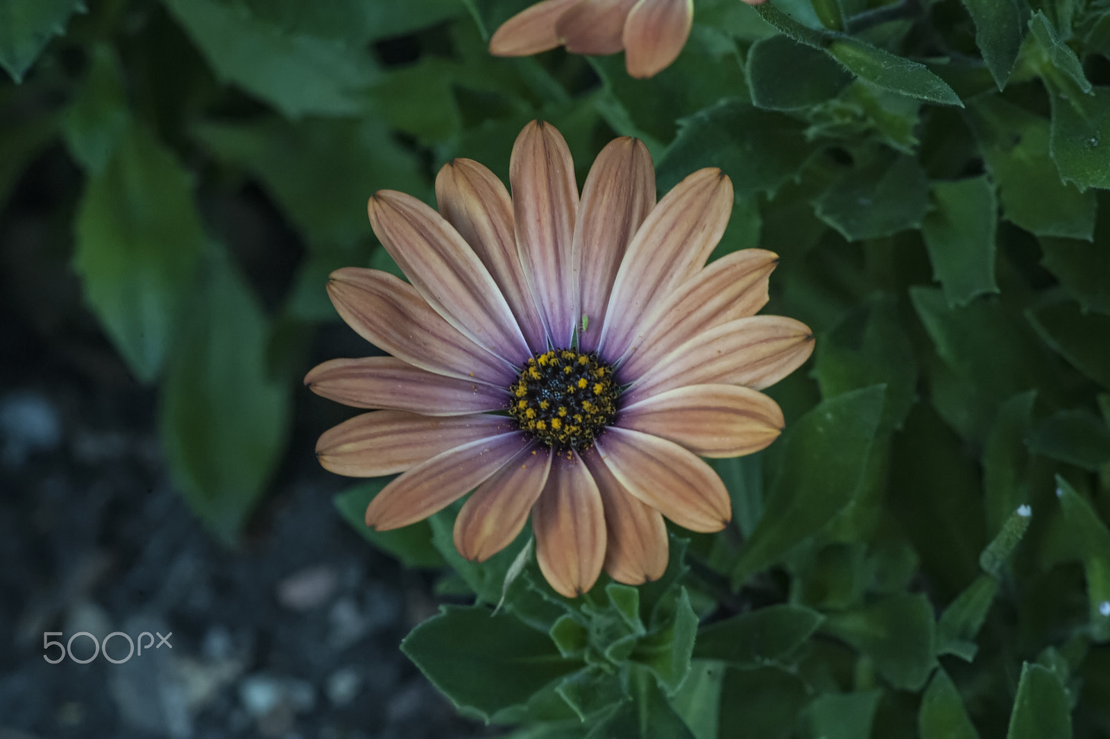 Nikon D3X sample photo. Bokeh flower photography