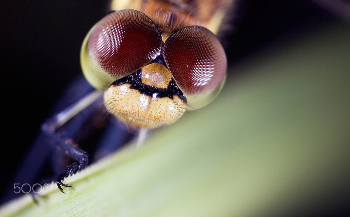 Canon MP-E 65mm F2.5 1-5x Macro Photo sample photo. Dragonfly photography
