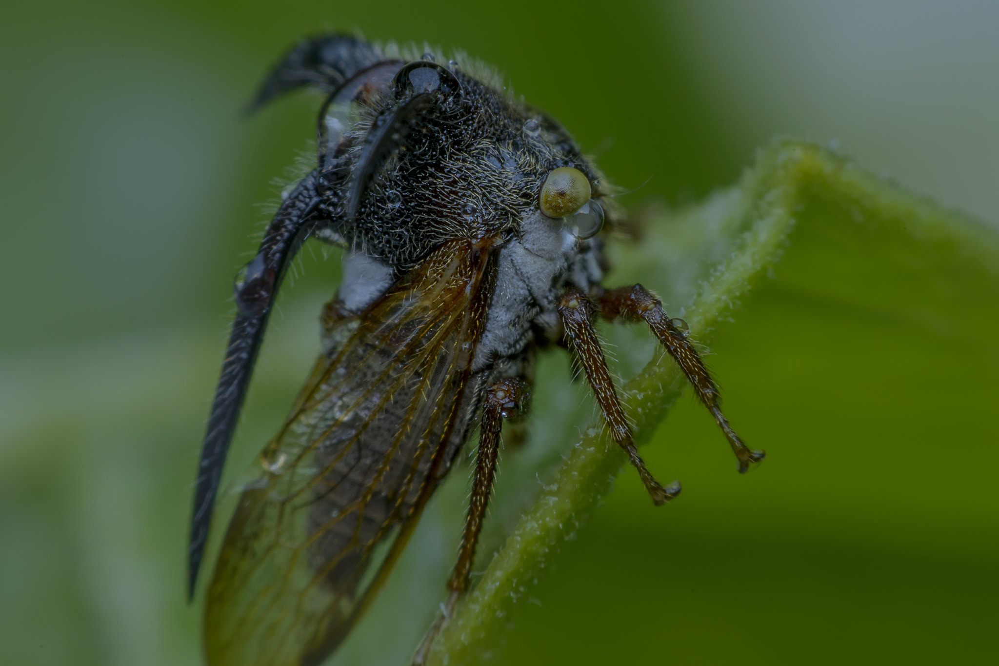 Nikon D800E sample photo. Strang treehoppe photography