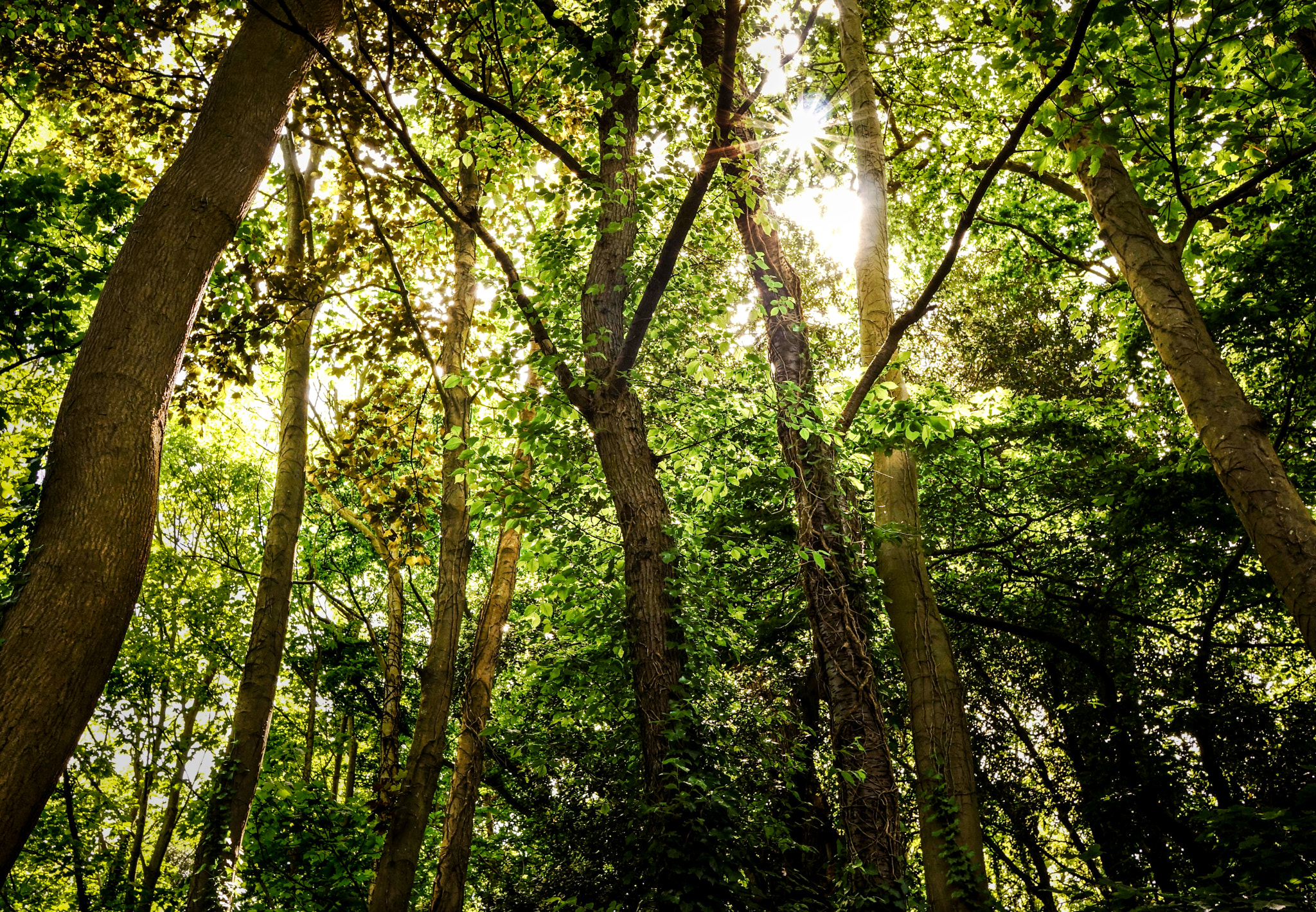 Sony Alpha NEX-7 + Sony Sonnar T* E 24mm F1.8 ZA sample photo. Sun kissed canopy photography