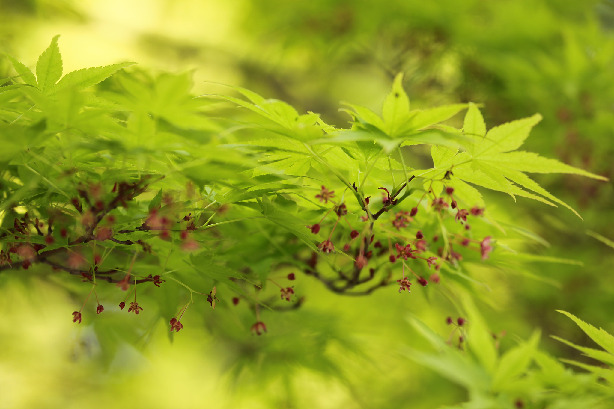 Canon EF 70-300mm F4-5.6L IS USM sample photo. Fresh green scent of feel the arrival of spring photography