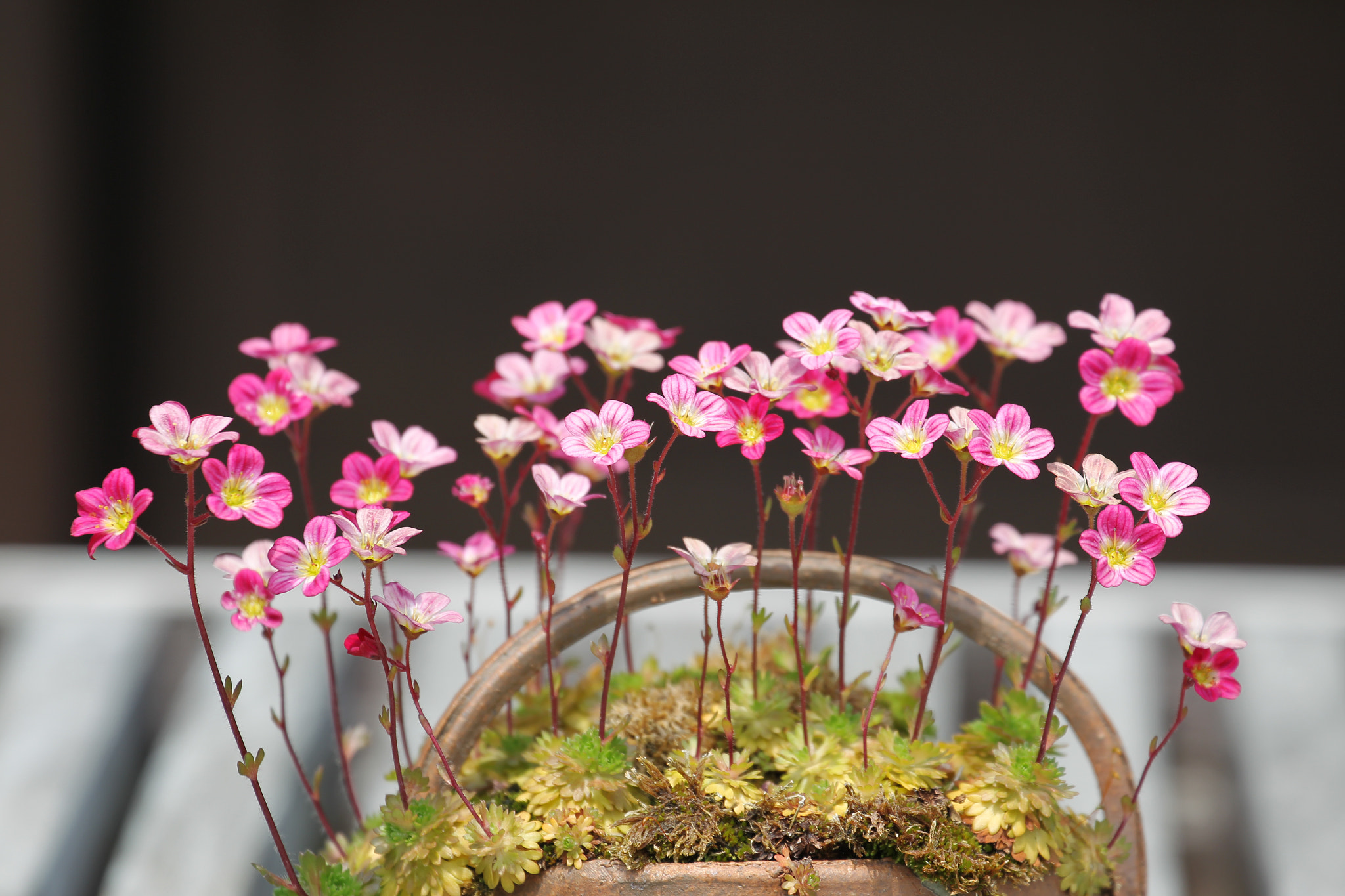 Canon EF 70-300mm F4-5.6L IS USM sample photo. The moment you feel the arrival of spring photography