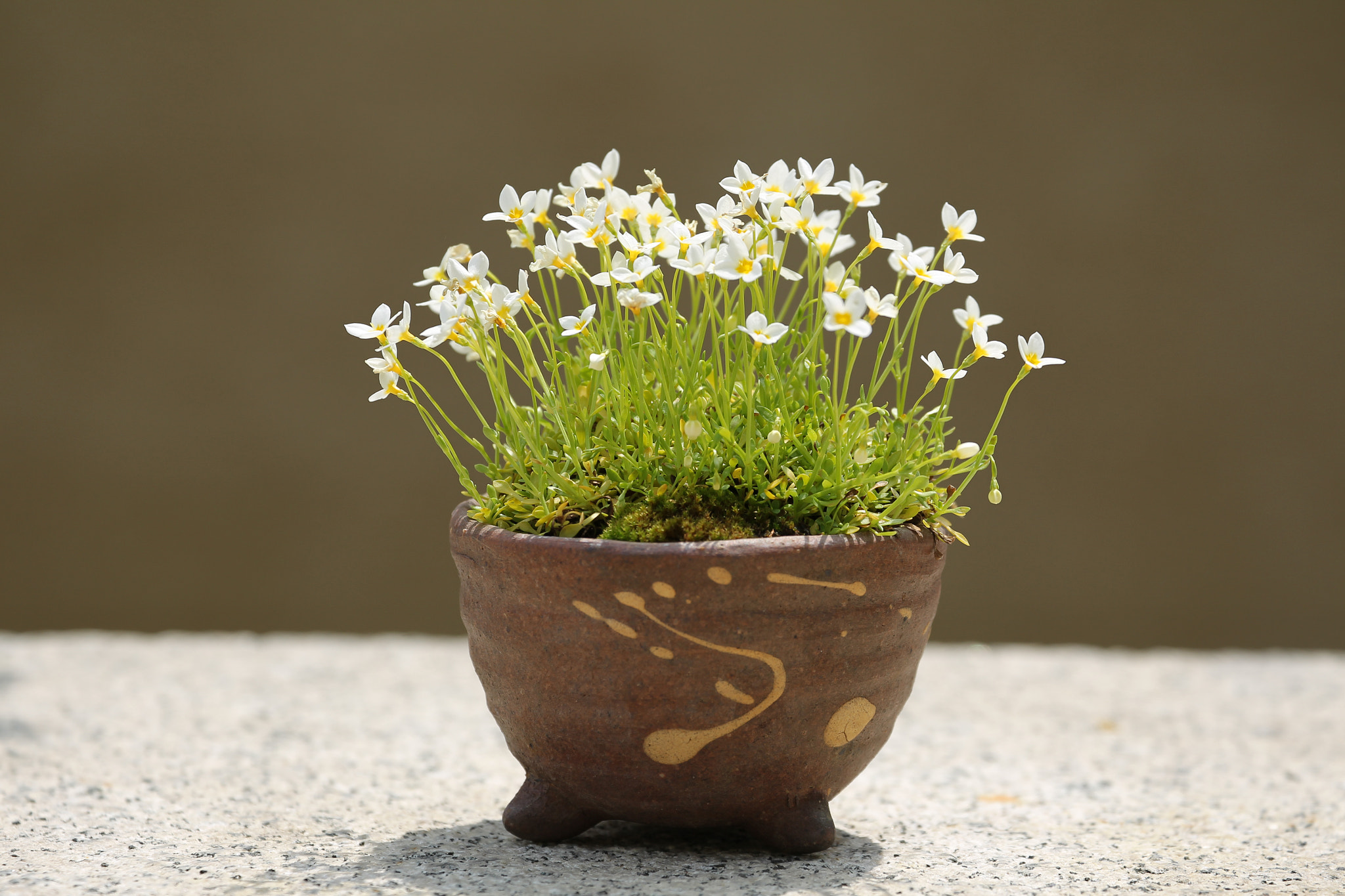 Canon EF 70-300mm F4-5.6L IS USM sample photo. The moment you feel the arrival of spring photography