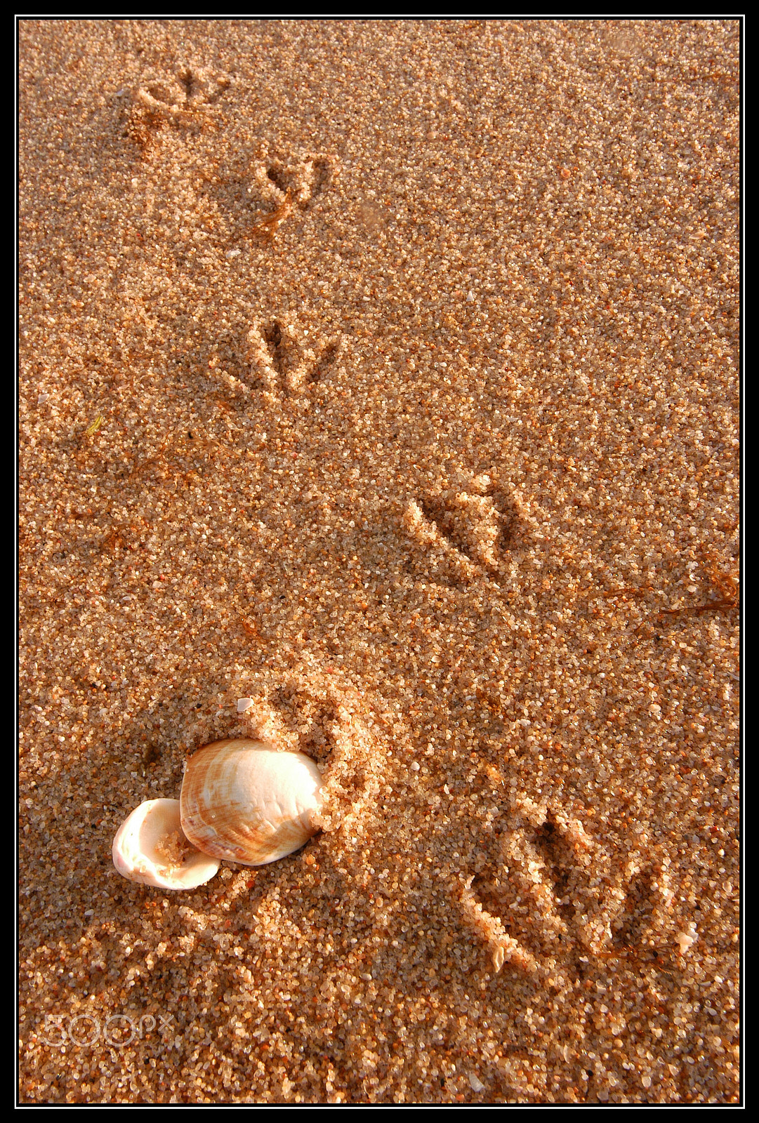 Nikon D100 sample photo. Seagull photography