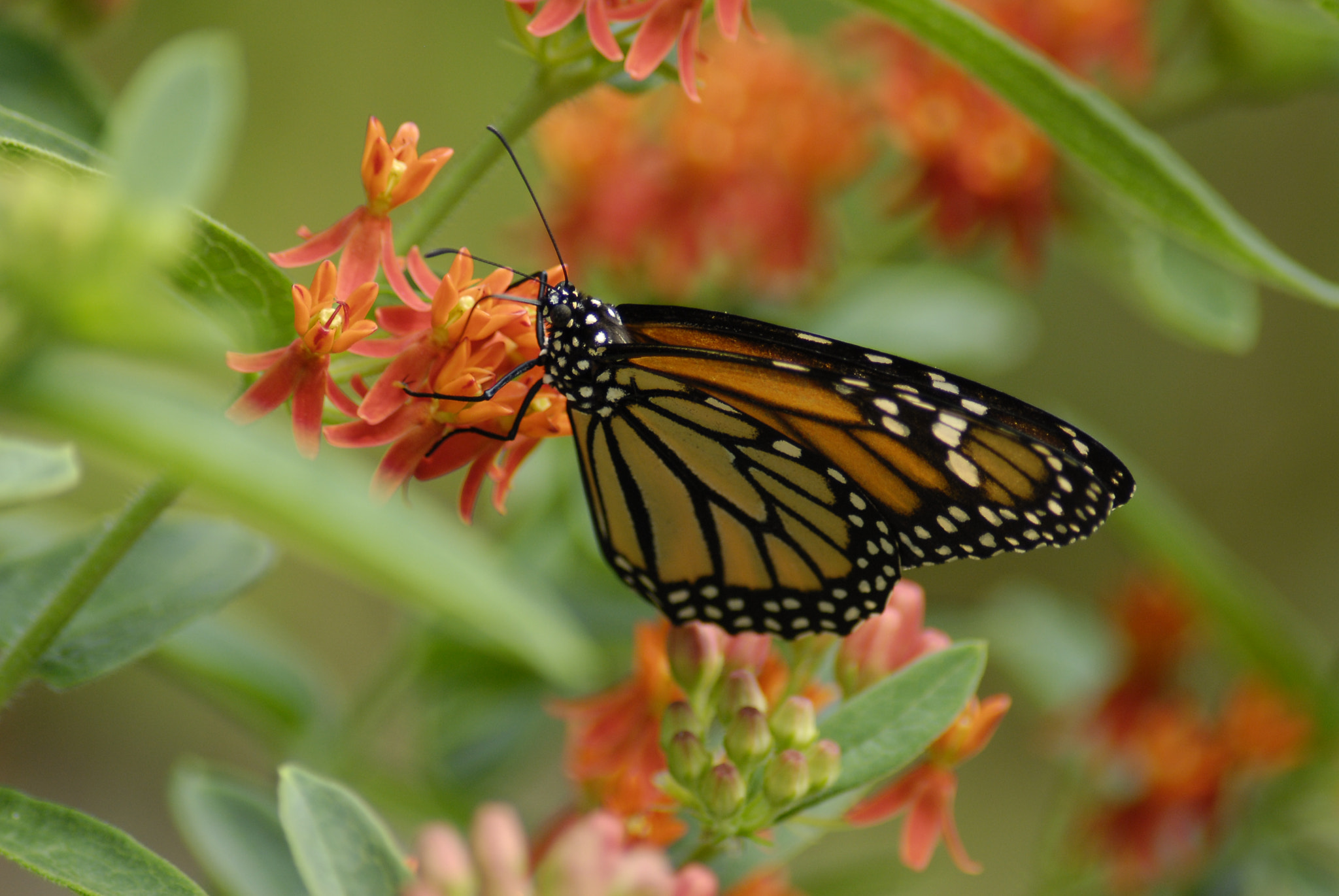 Nikon D200 + AF Zoom-Nikkor 70-300mm f/4-5.6D ED sample photo. Monarch butterfly 2 photography