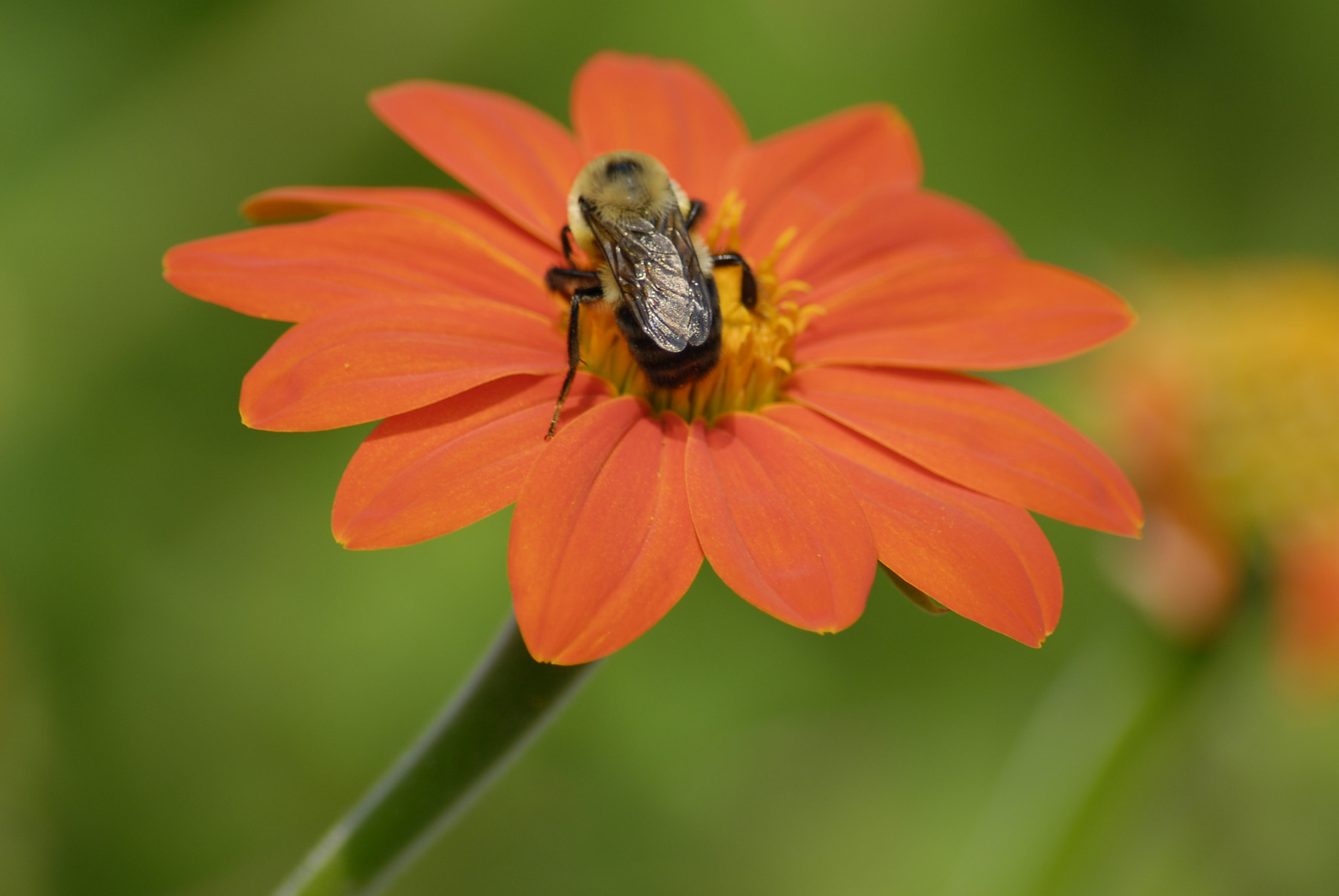 Nikon D200 + AF Zoom-Nikkor 70-300mm f/4-5.6D ED sample photo. Bee on the flower photography