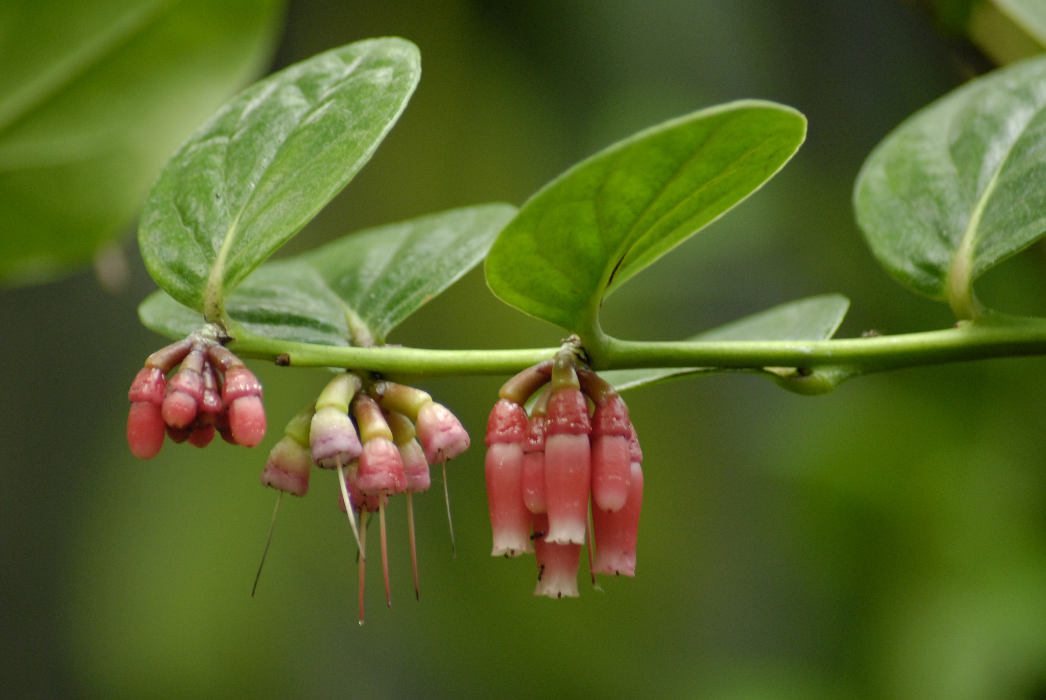 Nikon D200 + AF Zoom-Nikkor 70-300mm f/4-5.6D ED sample photo. Plant photography