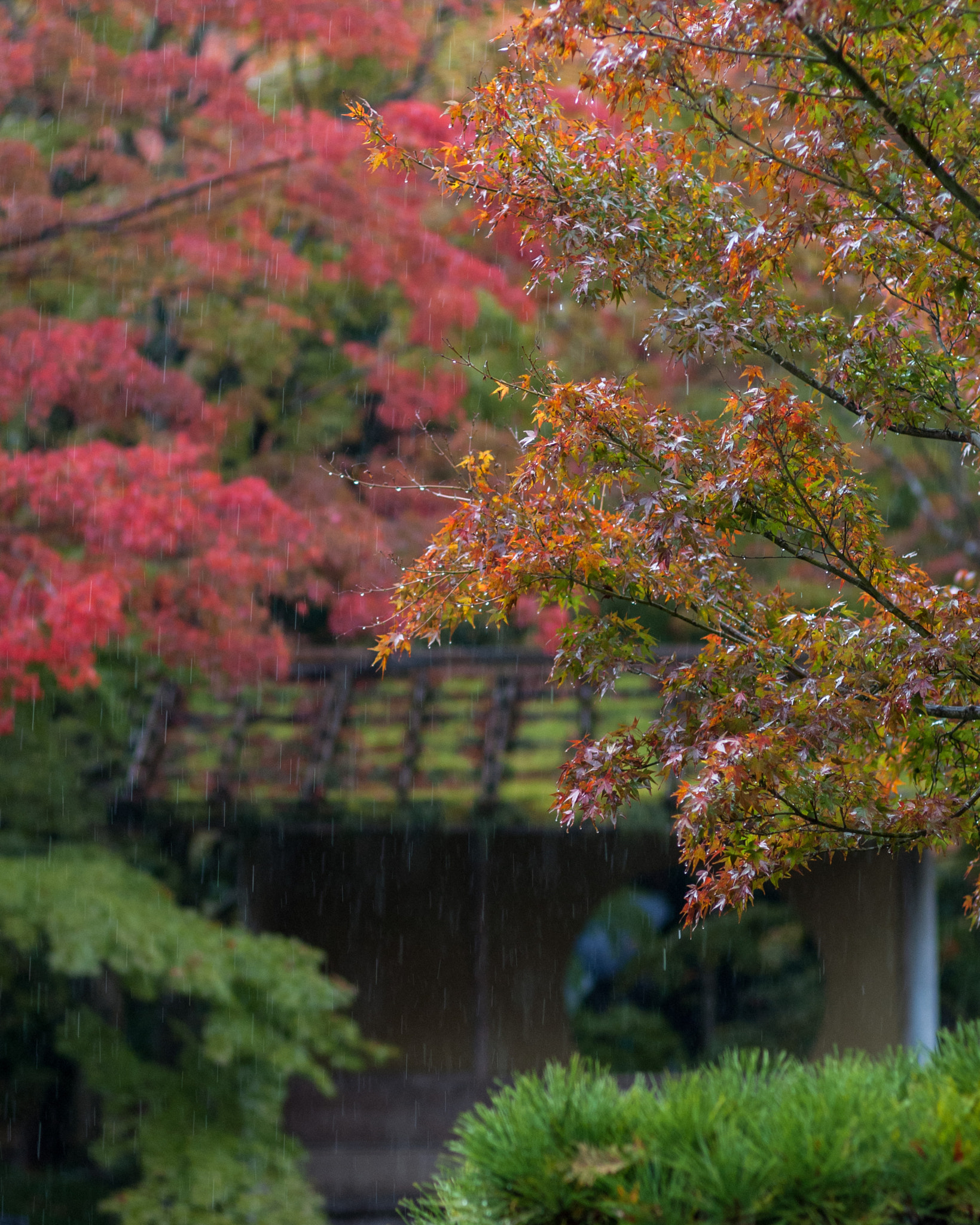 Pentax K200D sample photo. Japanese garden in the rain photography