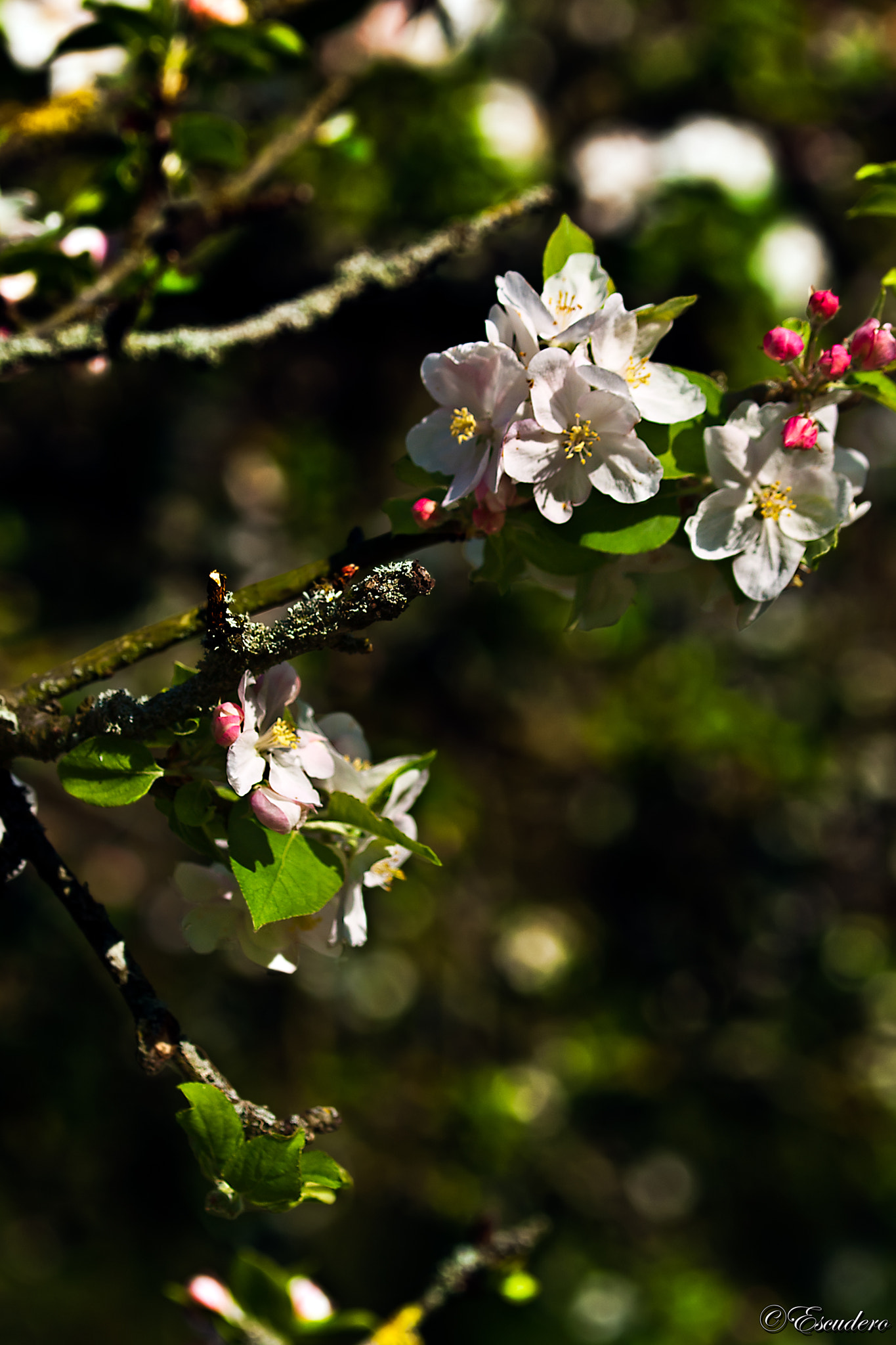 Olympus E-520 (EVOLT E-520) sample photo. Tribute to spring photography
