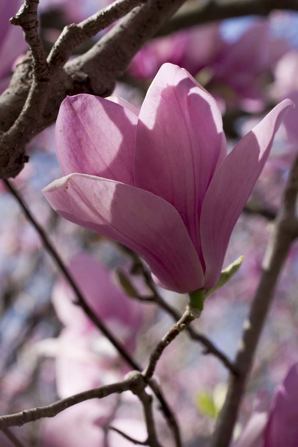 Canon EF 50mm F2.5 Macro sample photo. The daily percyscope 014 photography