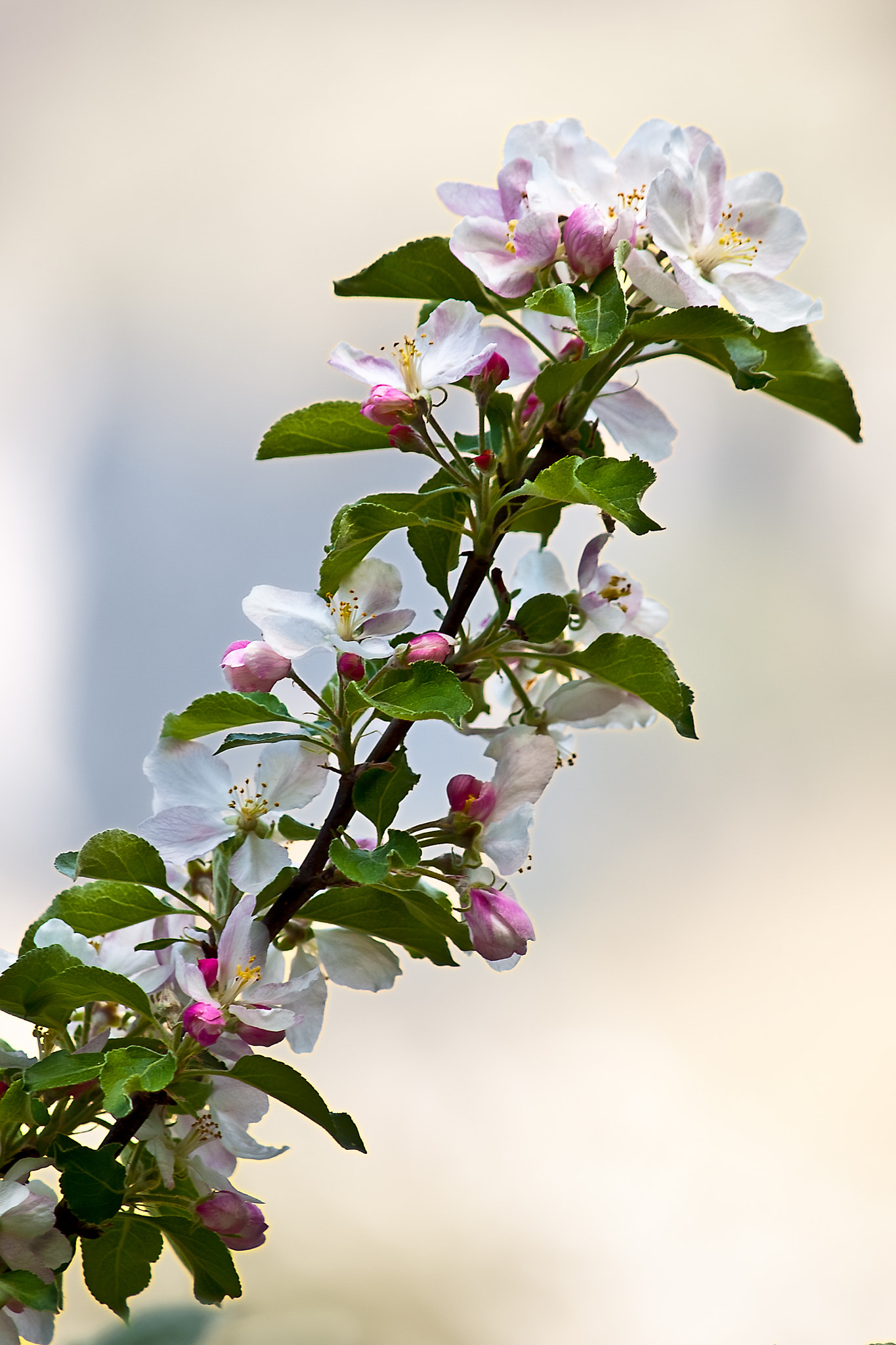 Olympus E-520 (EVOLT E-520) sample photo. Apple blossom photography