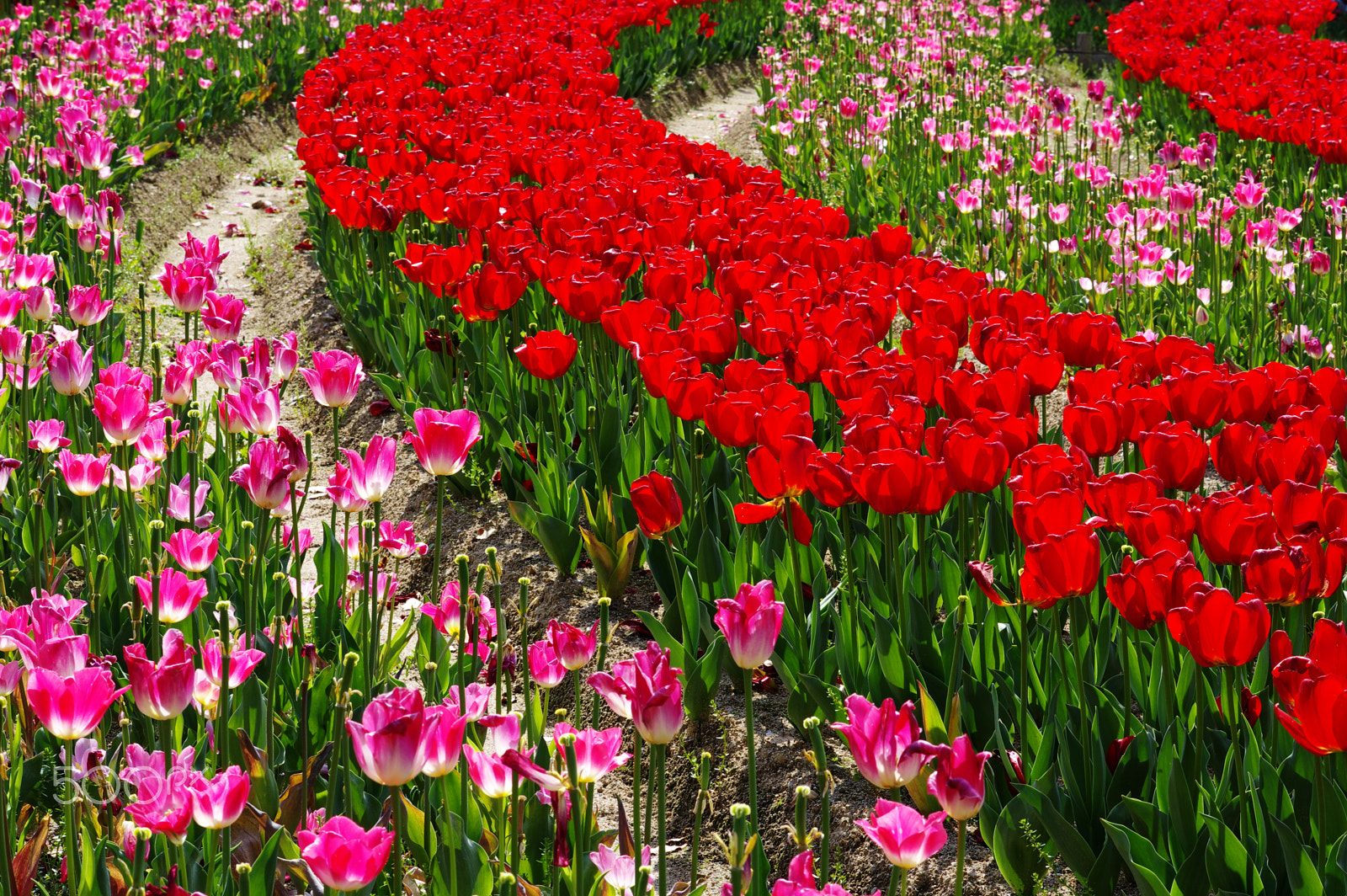 Pentax K-3 + HD Pentax DA 70mm F2.4 AL Limited sample photo. Sunny tulips photography