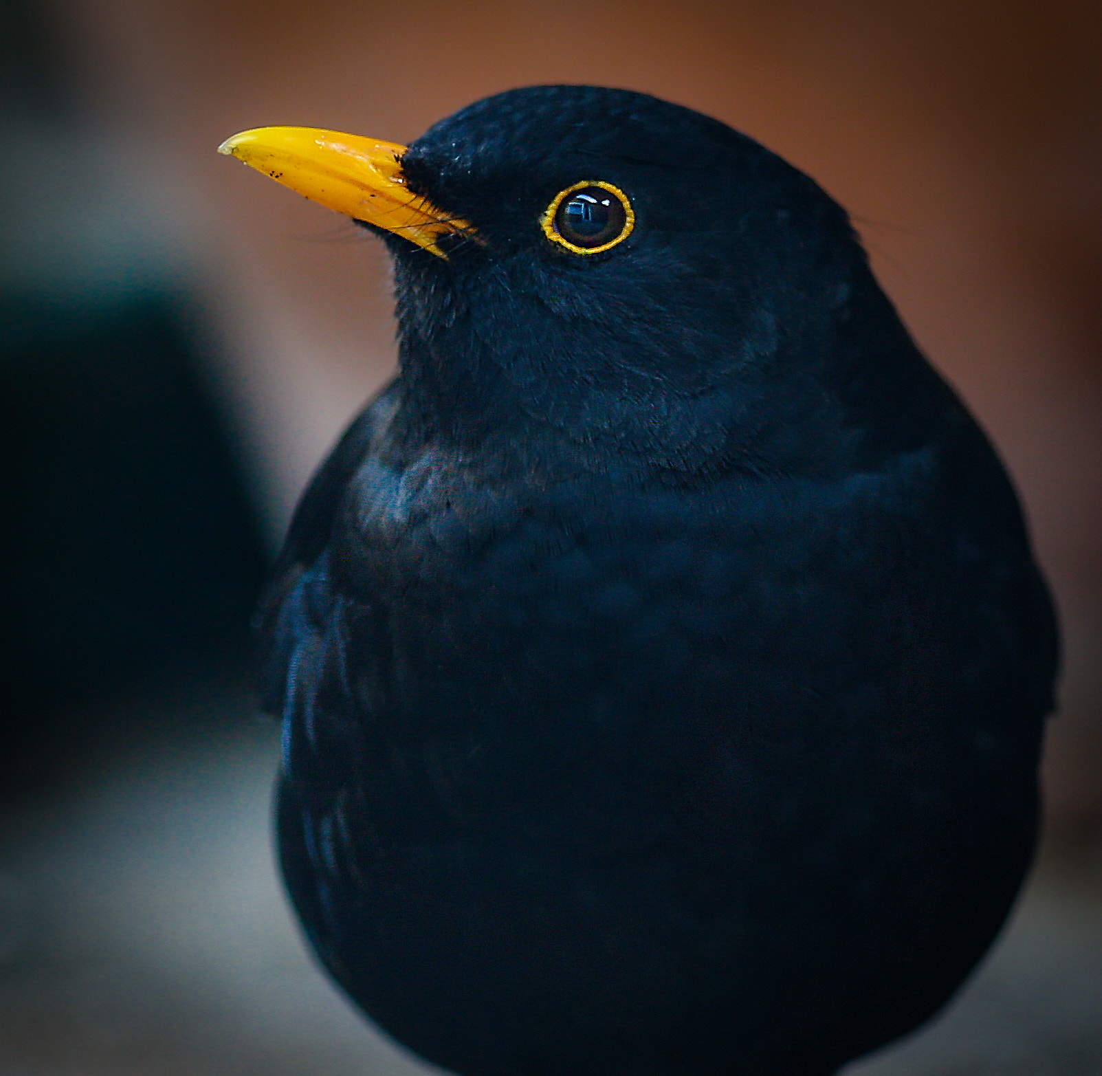 Canon EF 400mm F2.8L IS II USM sample photo. Blackbird photography