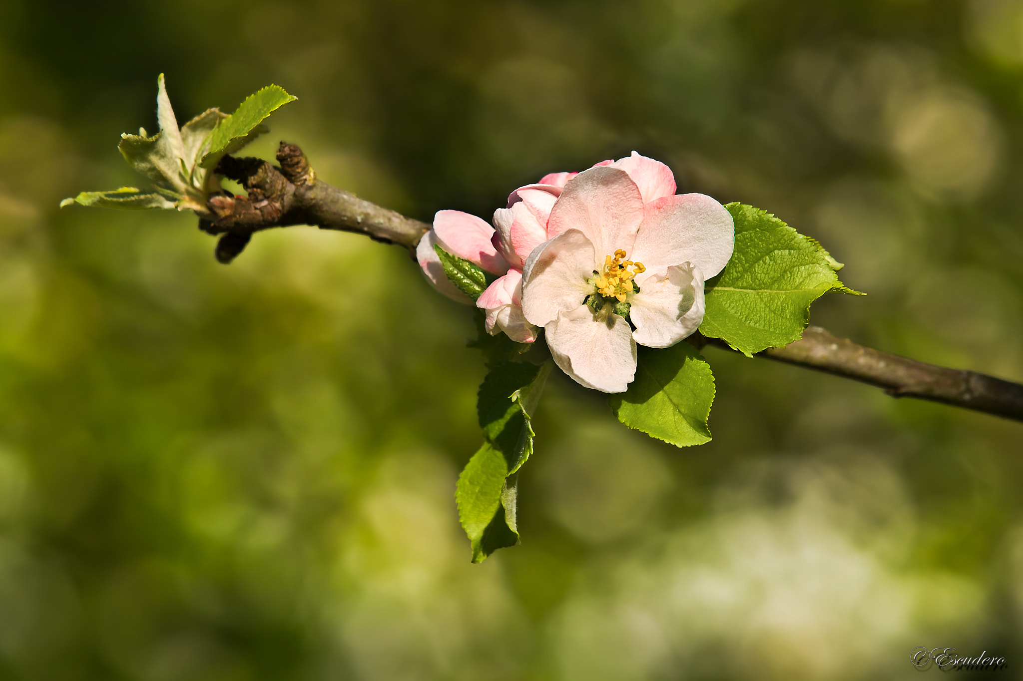 Olympus E-520 (EVOLT E-520) sample photo. Flower and bokeh photography