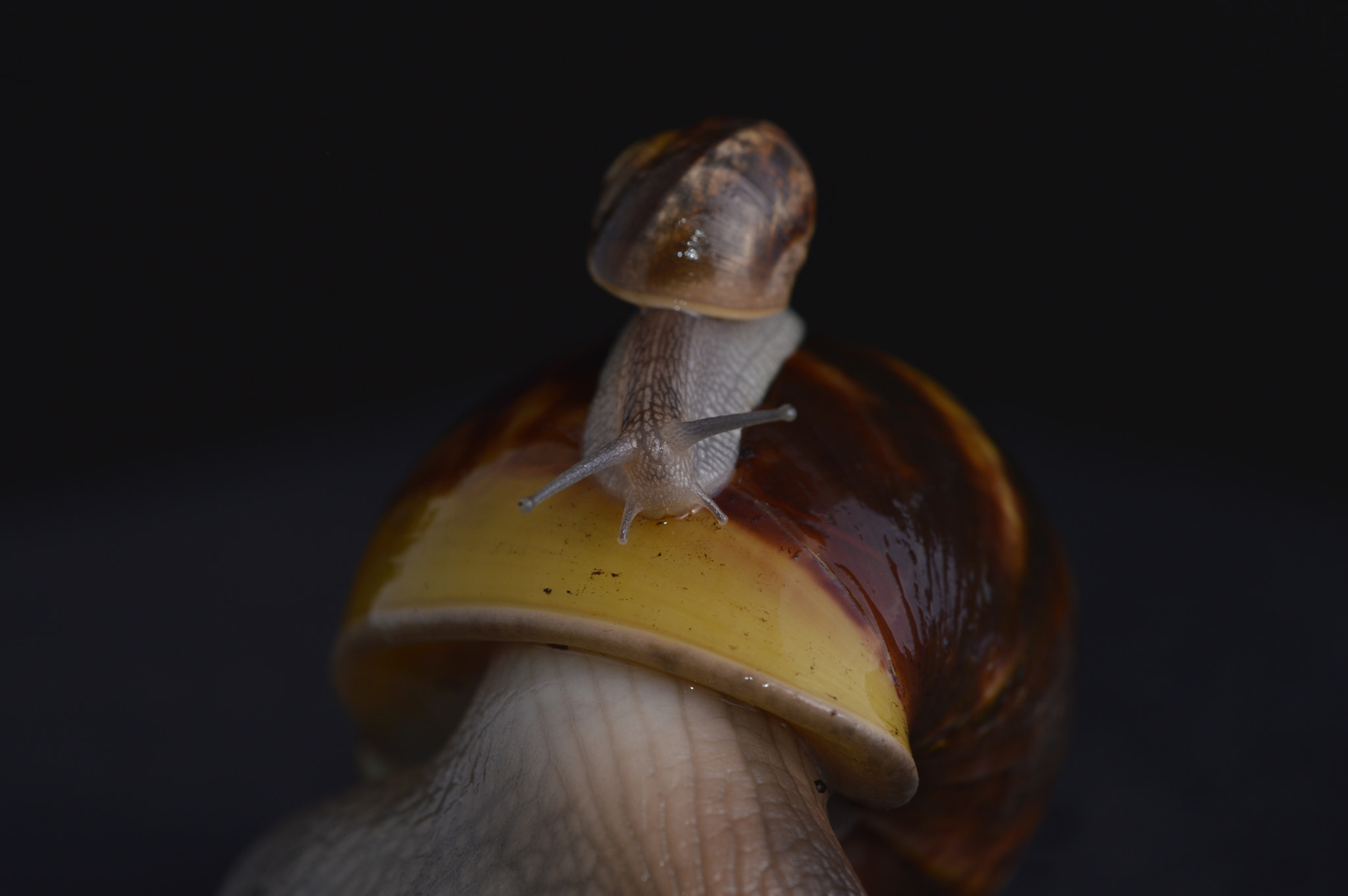 Nikon D3200 + Sigma 150mm F2.8 EX DG Macro HSM sample photo. Little snail on his father photography