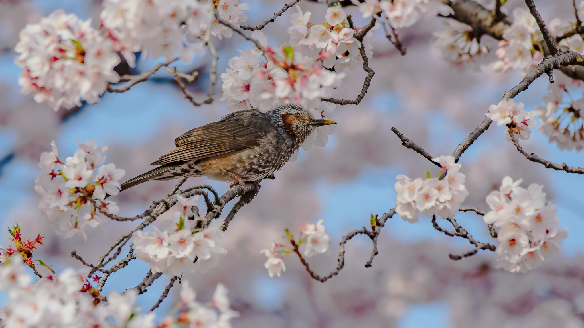 Canon EF 70-200mm F2.8L IS II USM sample photo. Spring in japan photography