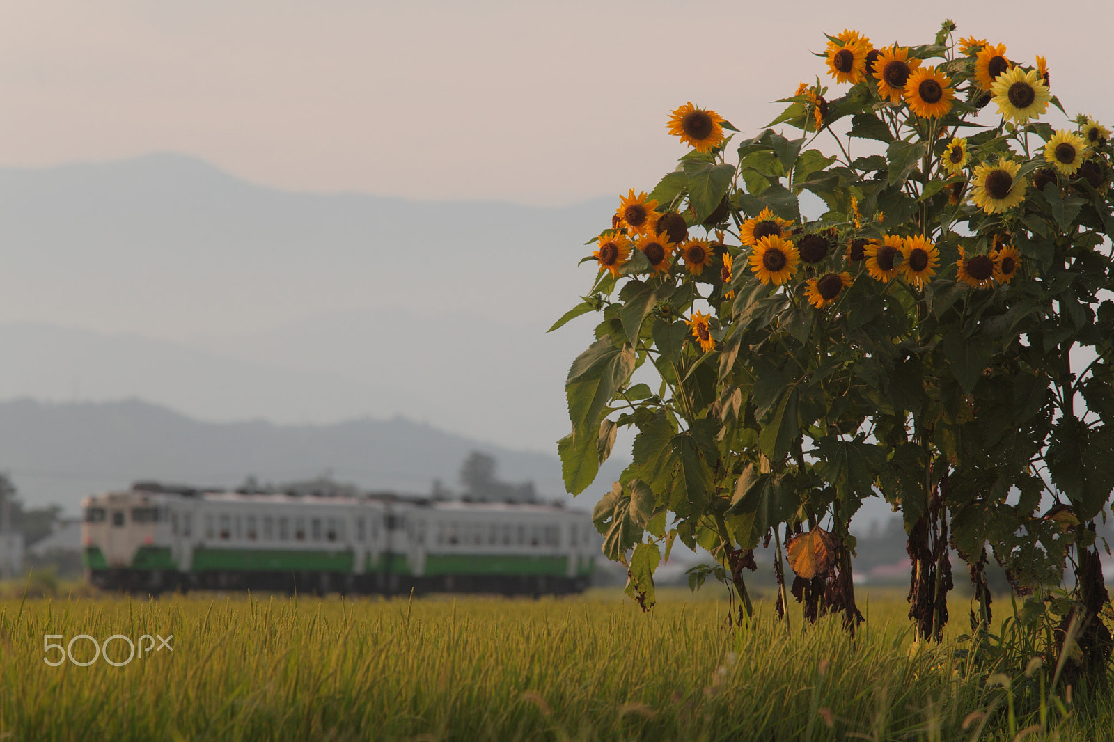 Canon EOS 5D Mark II + Canon EF 70-200mm F2.8L USM sample photo. The end of summer, on tadami line train photography