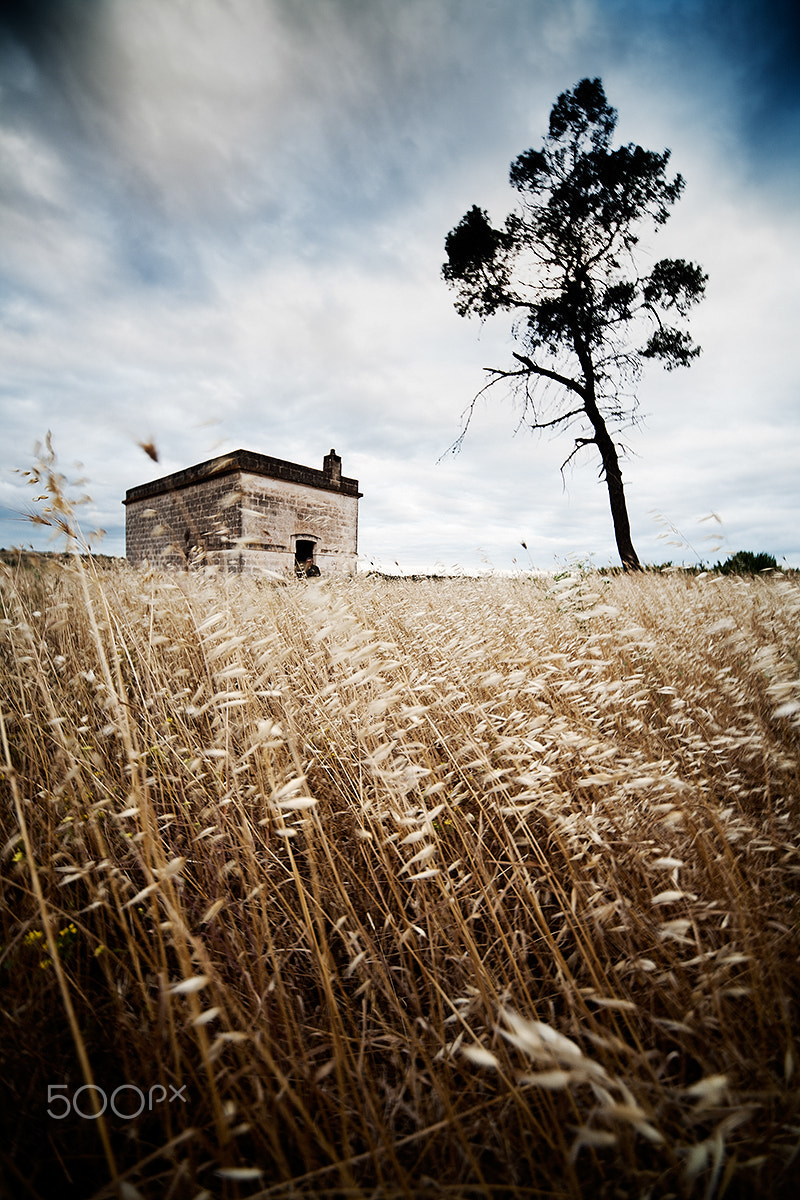 Canon EOS 5D + Sigma 12-24mm F4.5-5.6 EX DG Aspherical HSM sample photo. The house and the tree photography
