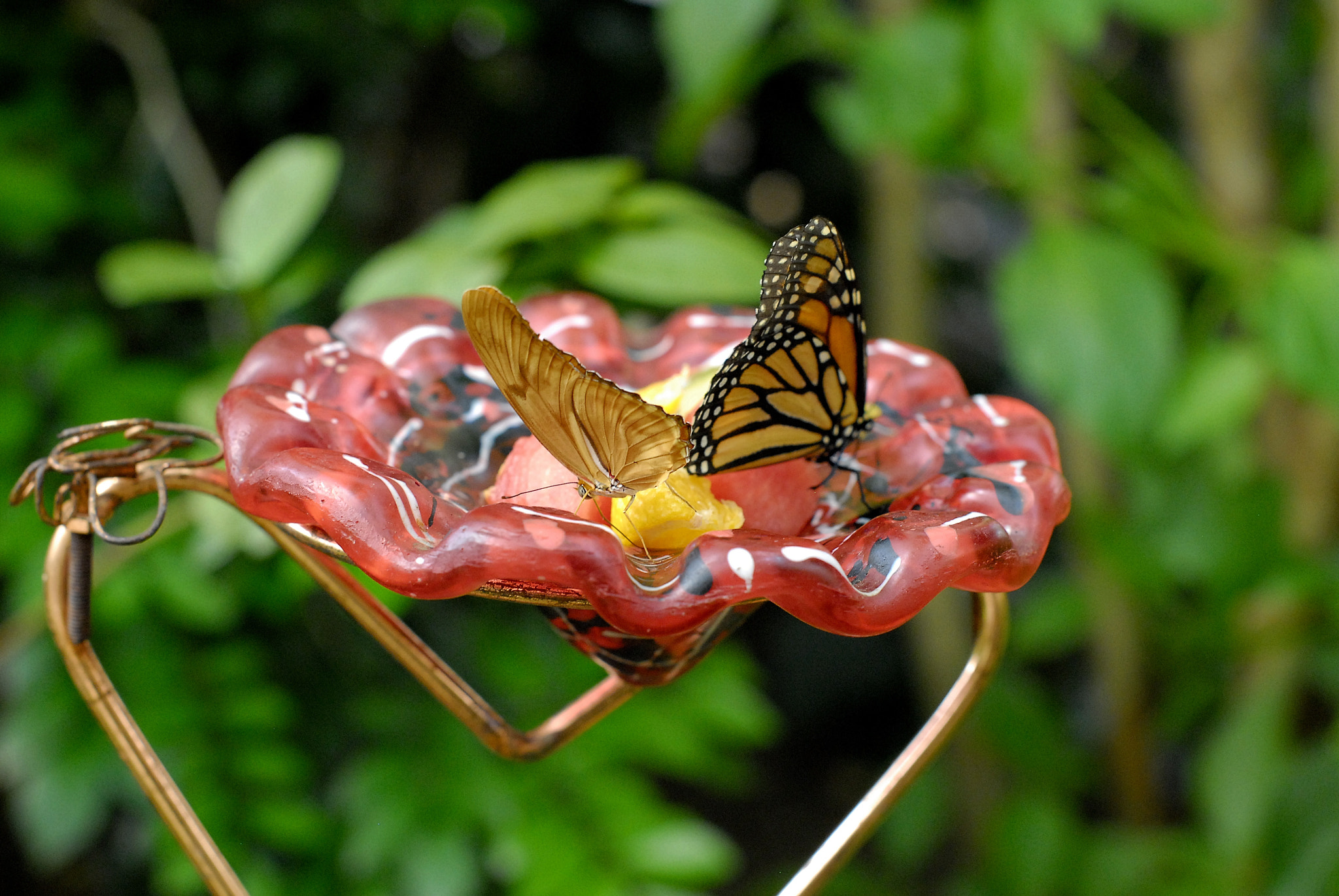 Nikon D200 + Nikon AF-S Nikkor 50mm F1.4G sample photo. Two beautiful butterflies photography