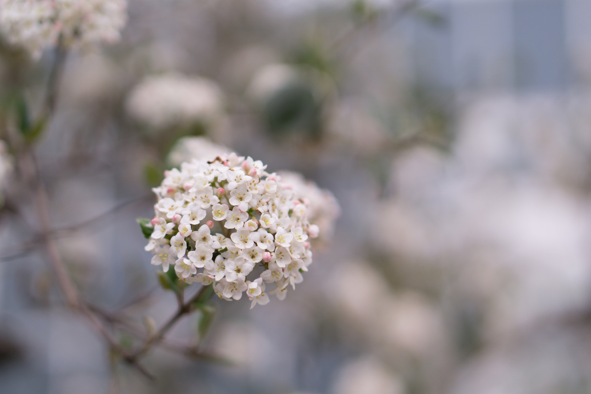 Sony a5100 + E 50mm F1.8 OSS sample photo