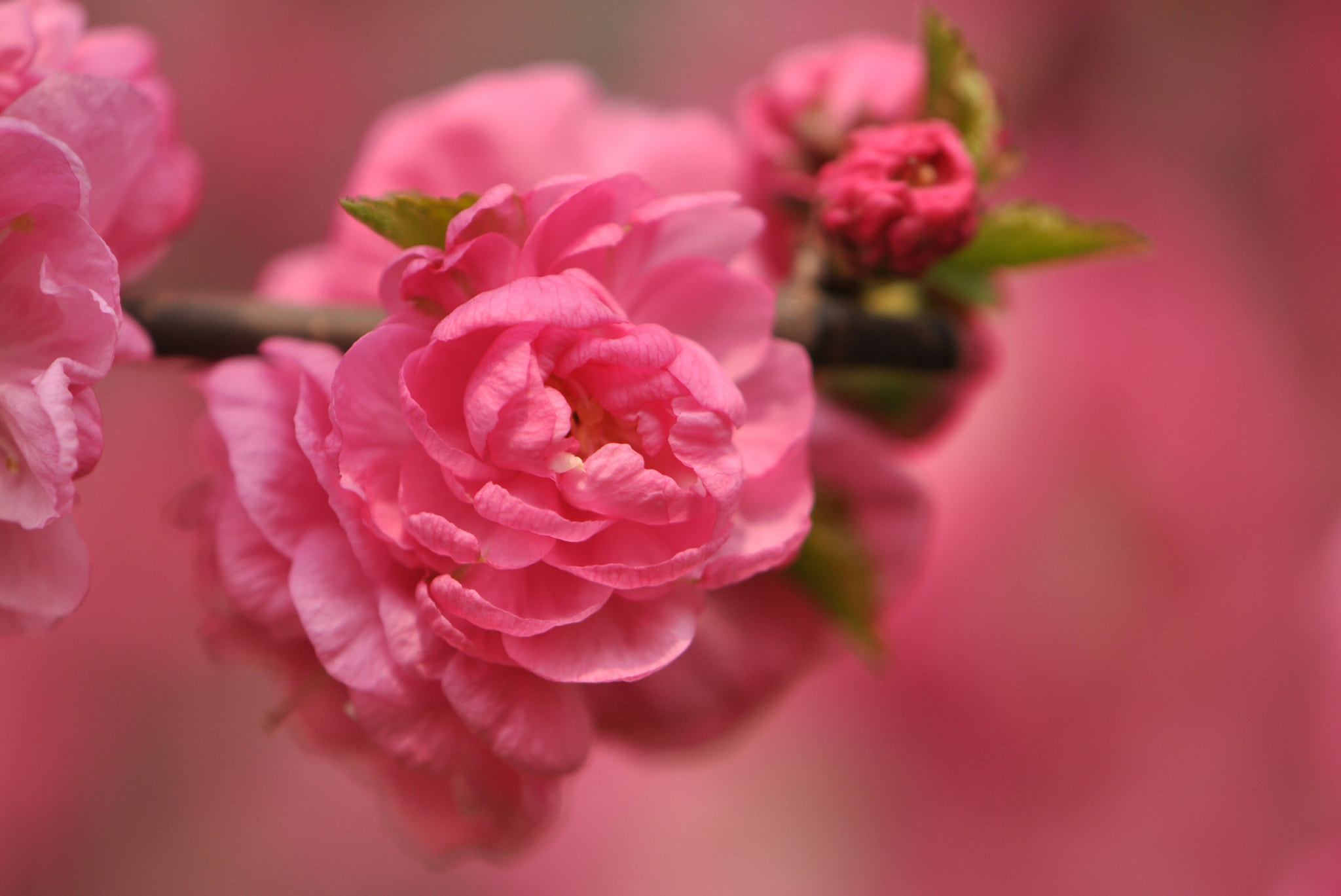 Nikon AF-S DX Micro-Nikkor 85mm F3.5G ED VR sample photo. Pink power photography