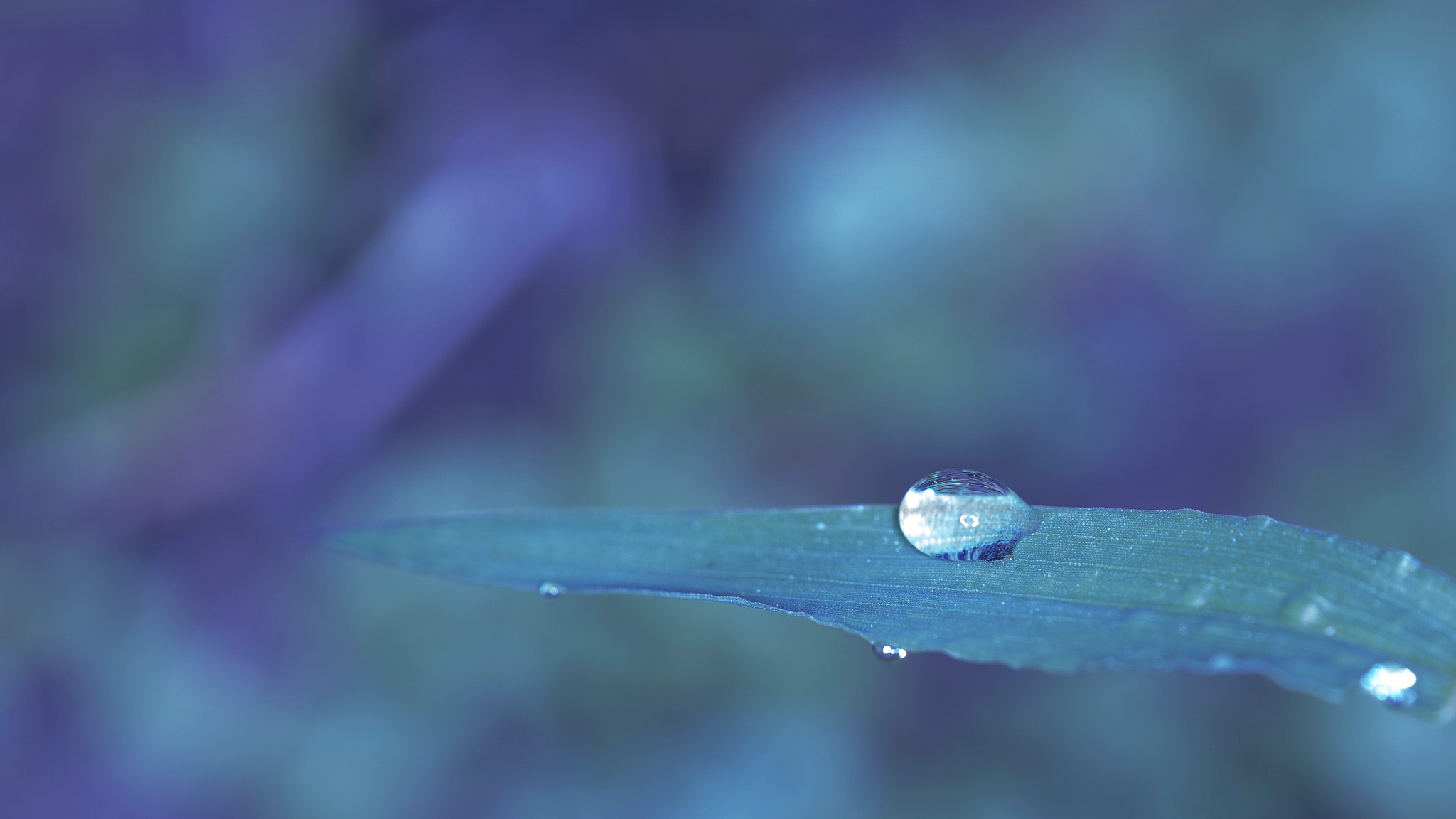 Sigma 150mm f/2.8 EX DG OS HSM APO Macro sample photo. Dew photography