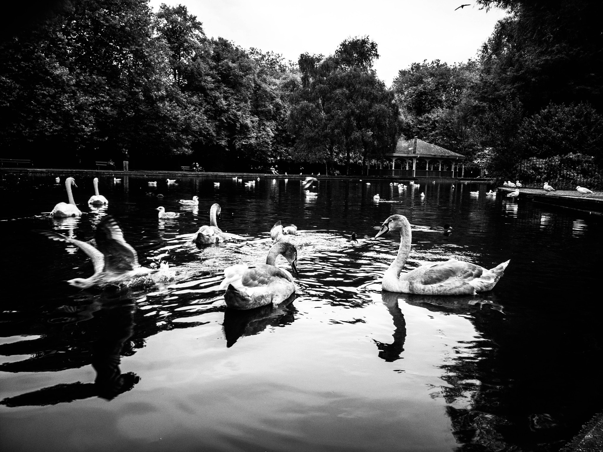 OnePlus One A0001 sample photo. Swan lake photography