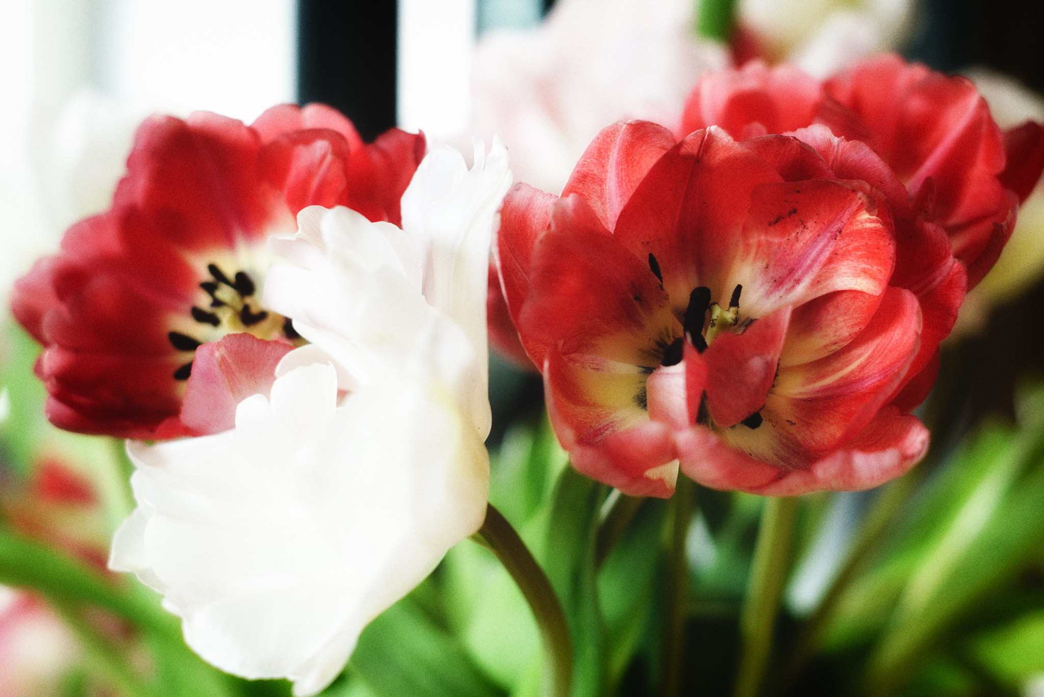 E 50mm F2 sample photo. Tulips - red and white photography