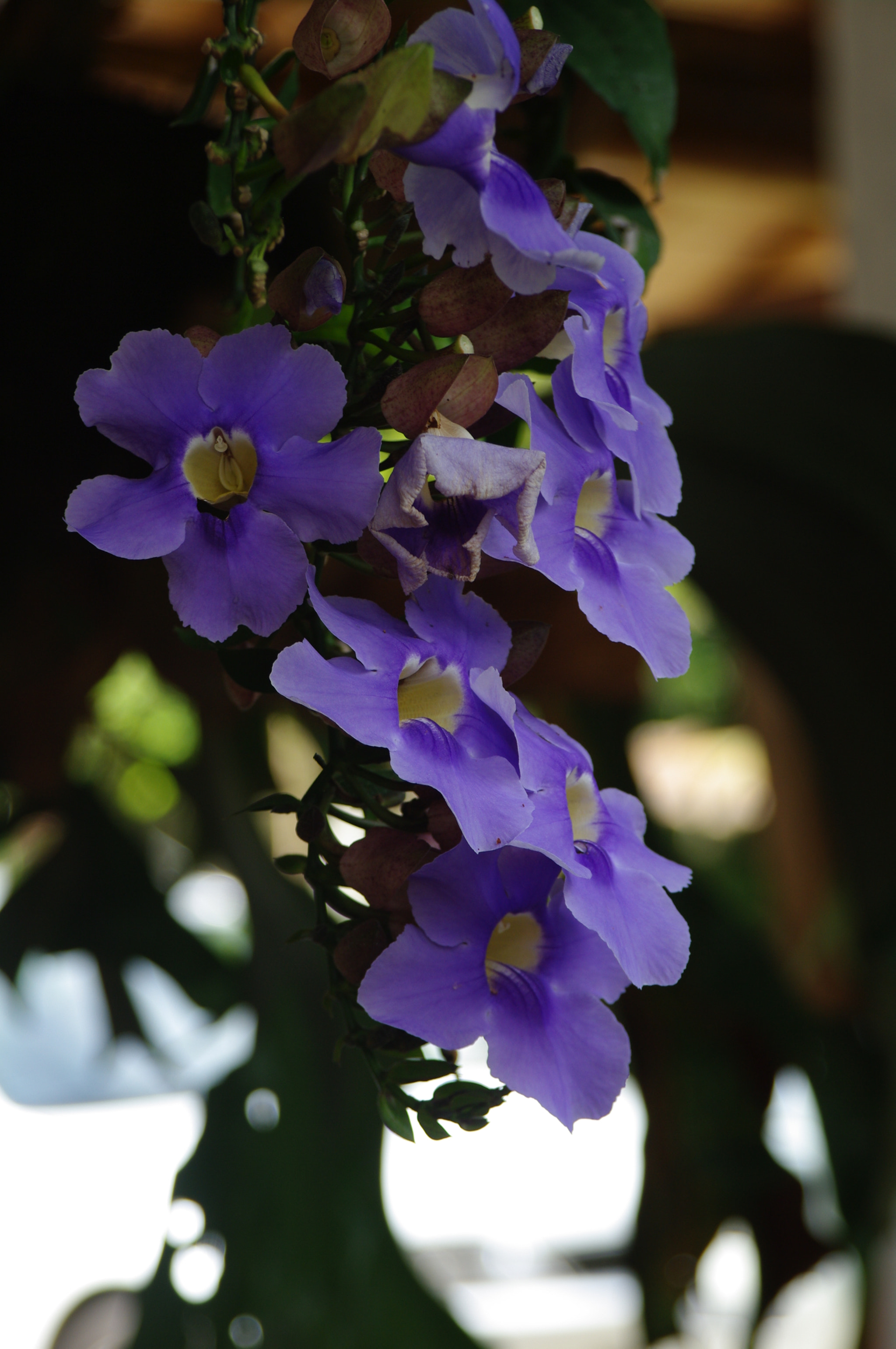 Pentax K20D sample photo