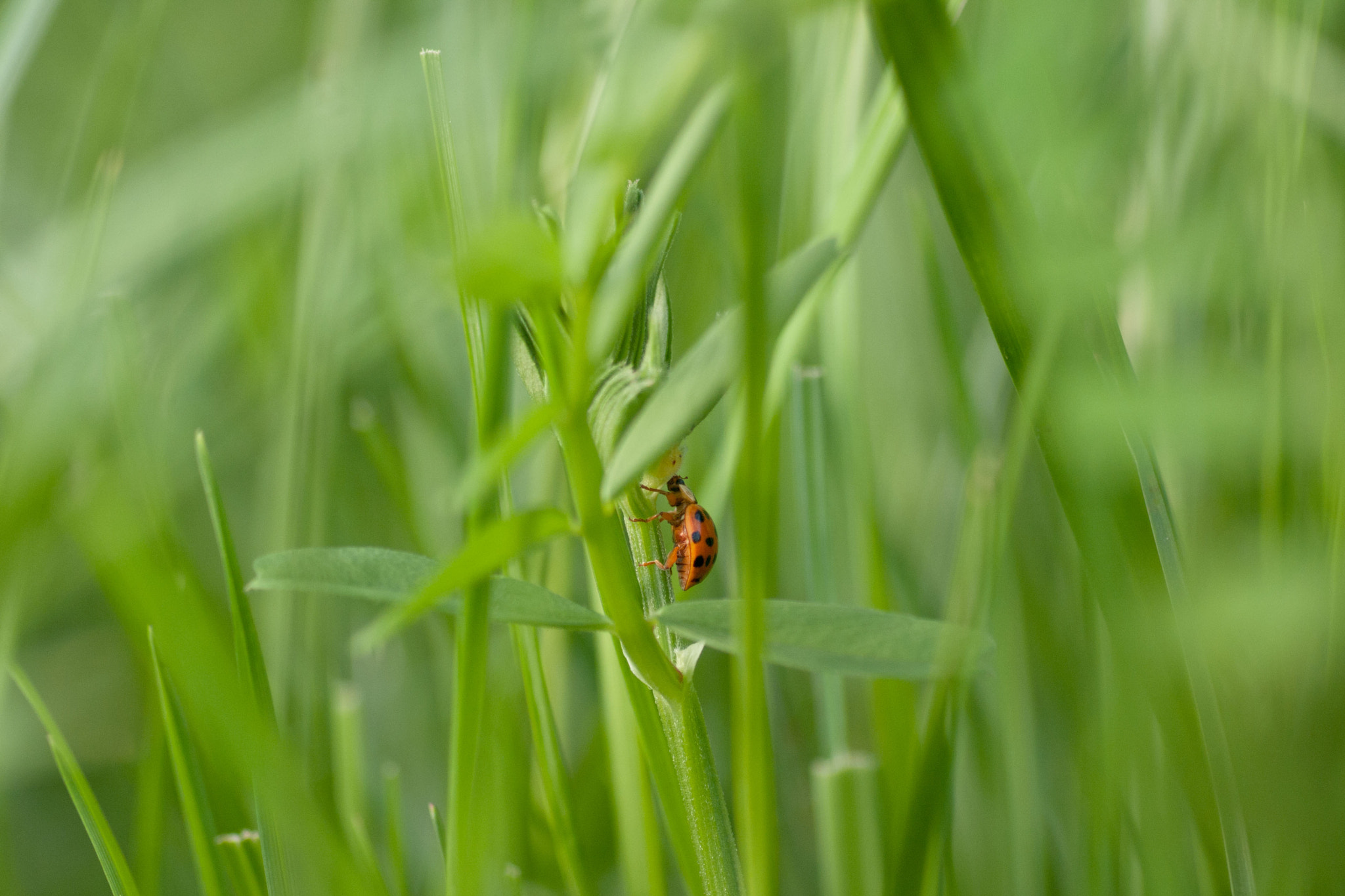 smc PENTAX-FA MACRO 100mm F3.5 sample photo. Ascent photography