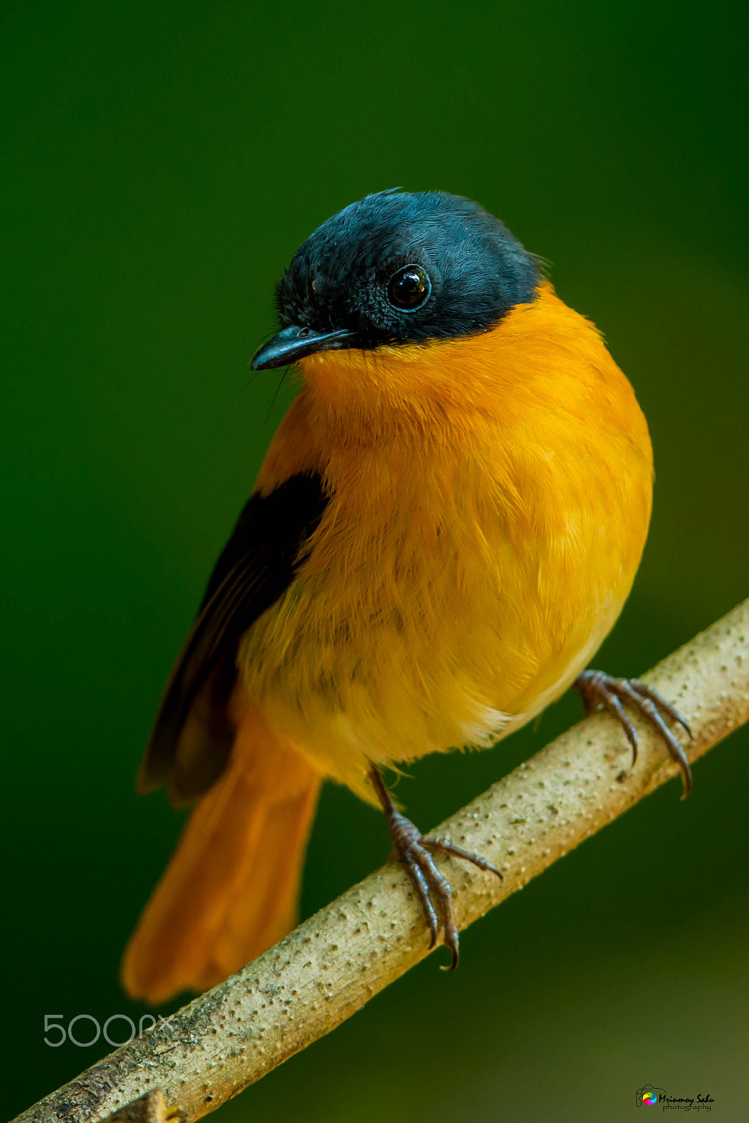 Canon EOS 70D + Canon EF 500mm F4L IS II USM sample photo. Black-and-orange flycatcher photography