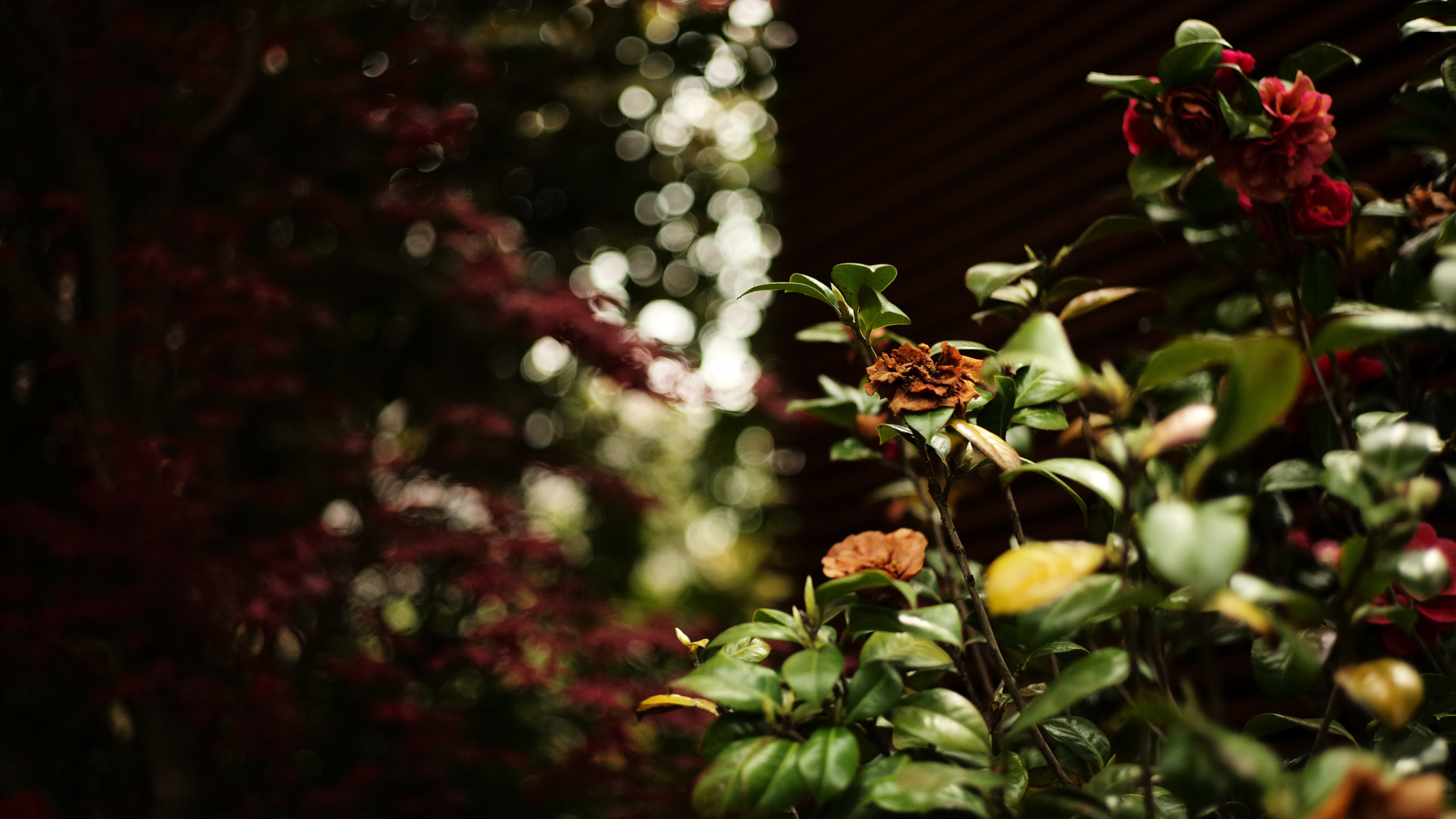 Noctilux-M 1:1/50 sample photo. Flowers photography