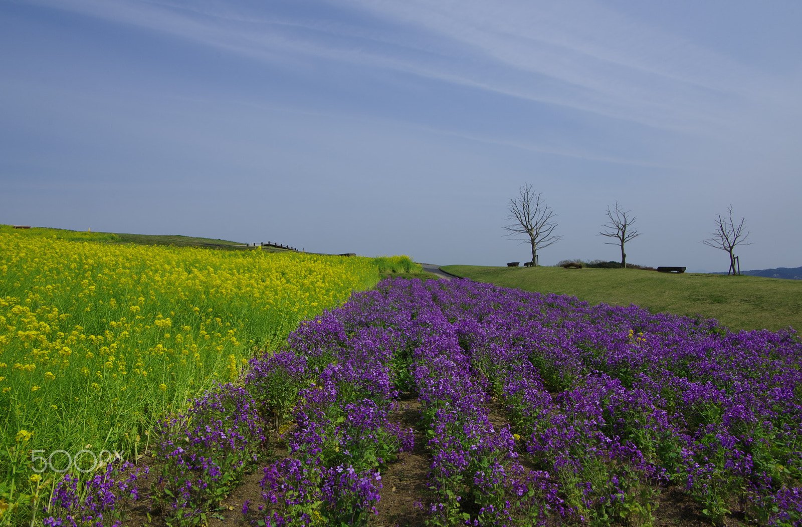 Pentax smc DA 16-45mm F4 ED AL sample photo. Split color photography