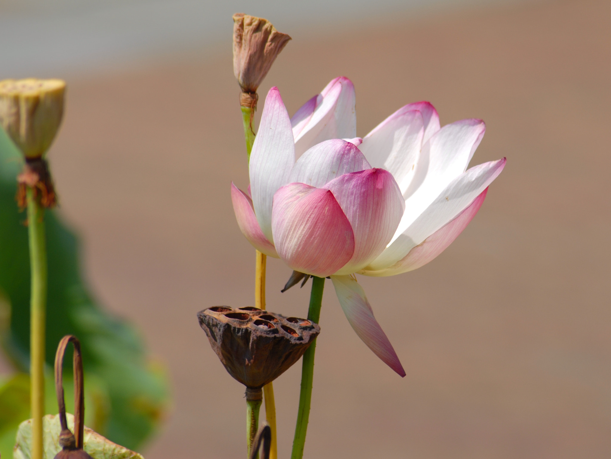 Nikon D200 + AF Zoom-Nikkor 70-300mm f/4-5.6D ED sample photo. Lotus photography