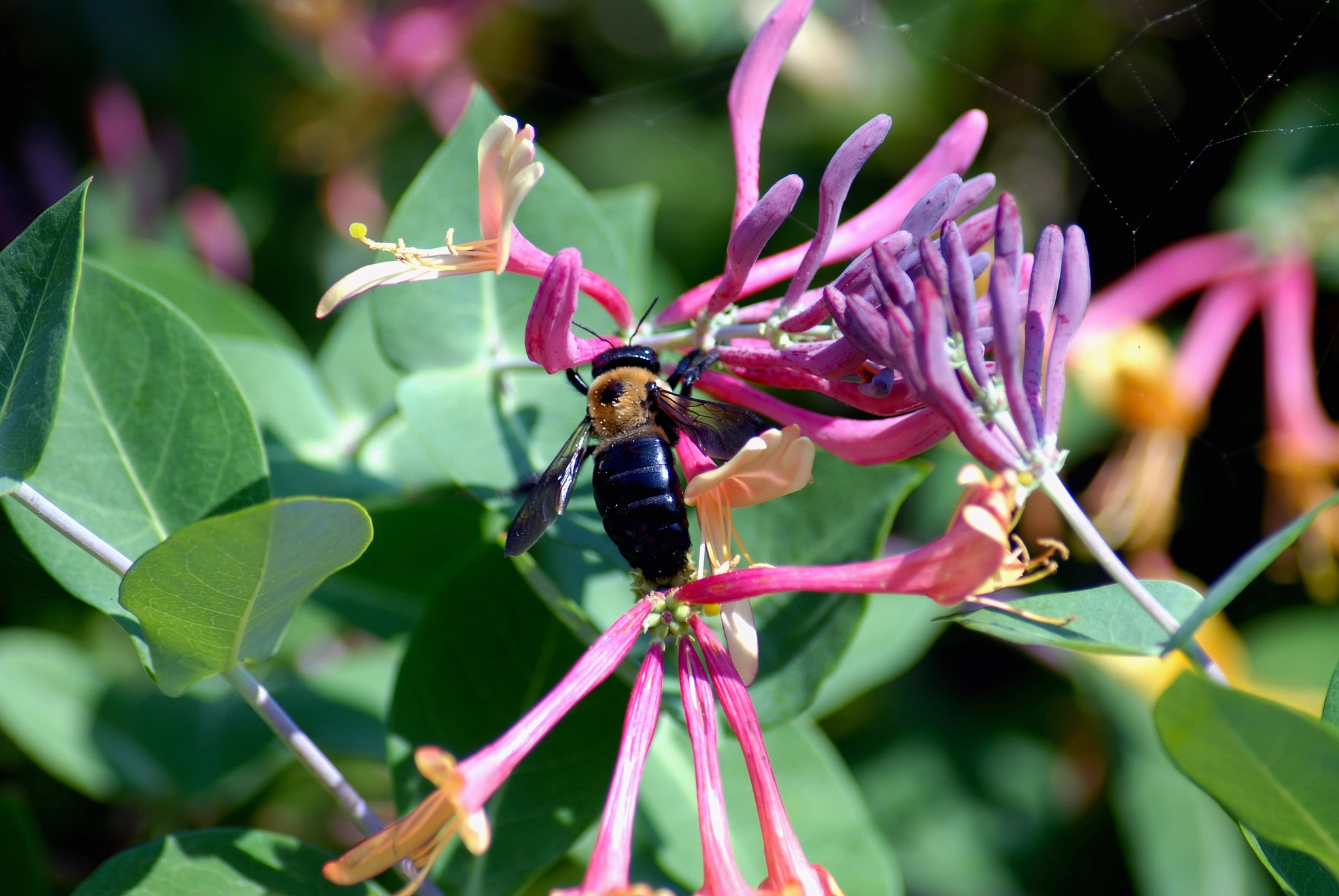 Nikon D200 + AF Zoom-Nikkor 70-300mm f/4-5.6D ED sample photo. Bee photography