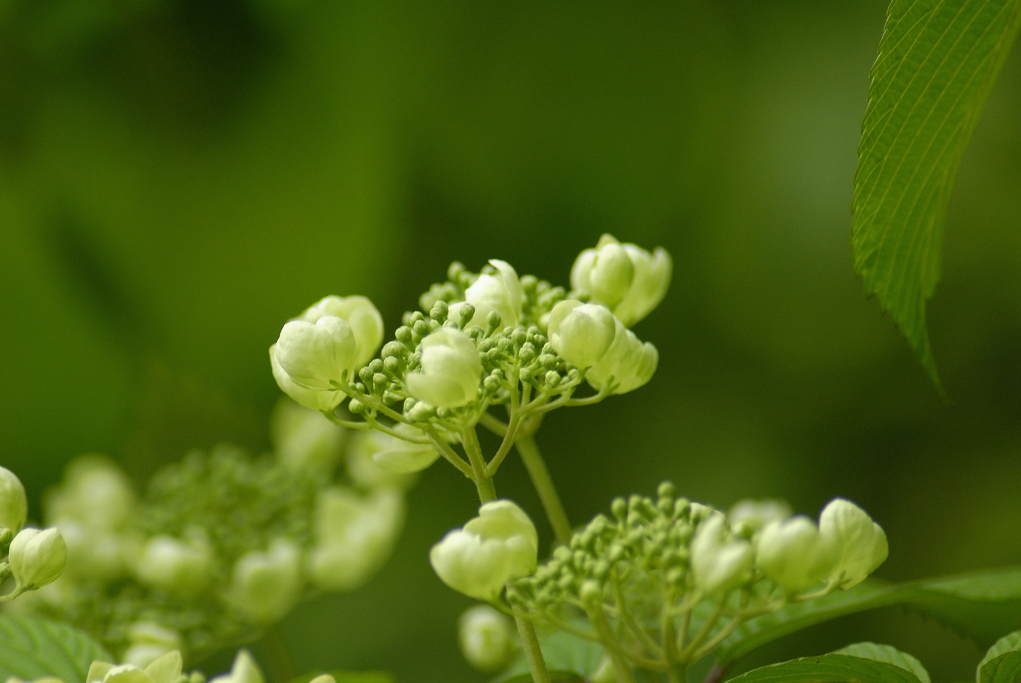 AF Zoom-Nikkor 70-300mm f/4-5.6D ED sample photo. Tree flowers blooming photography