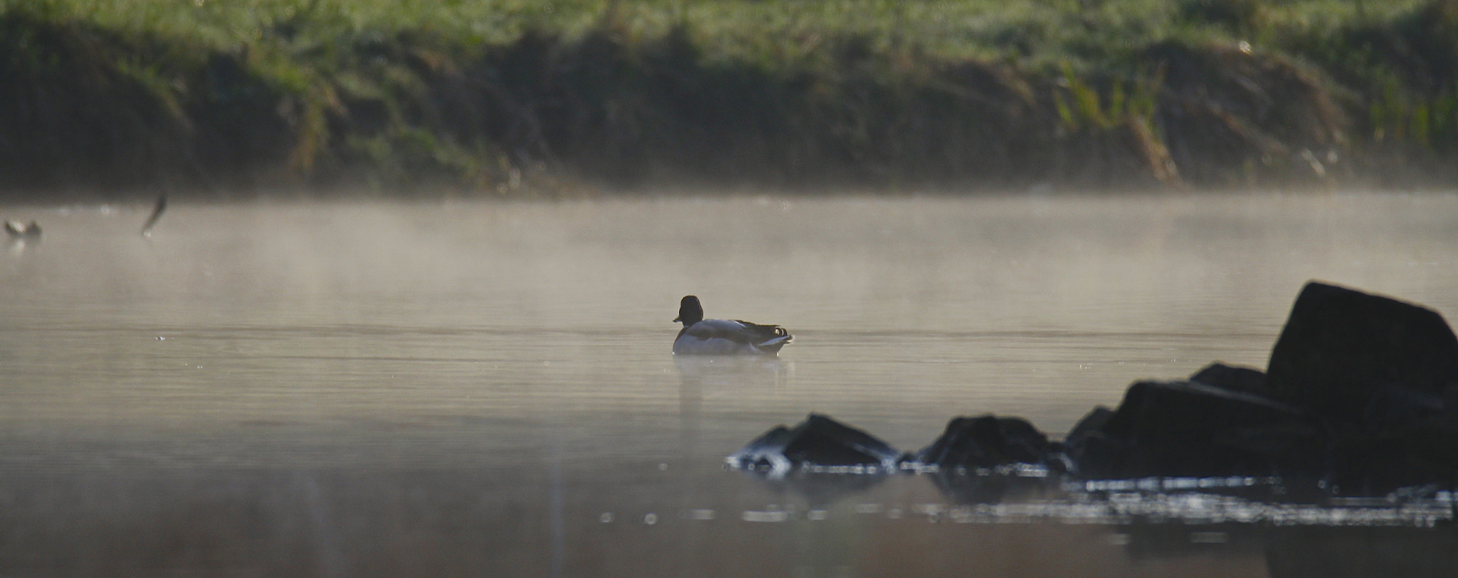 Sigma 150mm f/2.8 EX DG OS HSM APO Macro sample photo. Duck photography