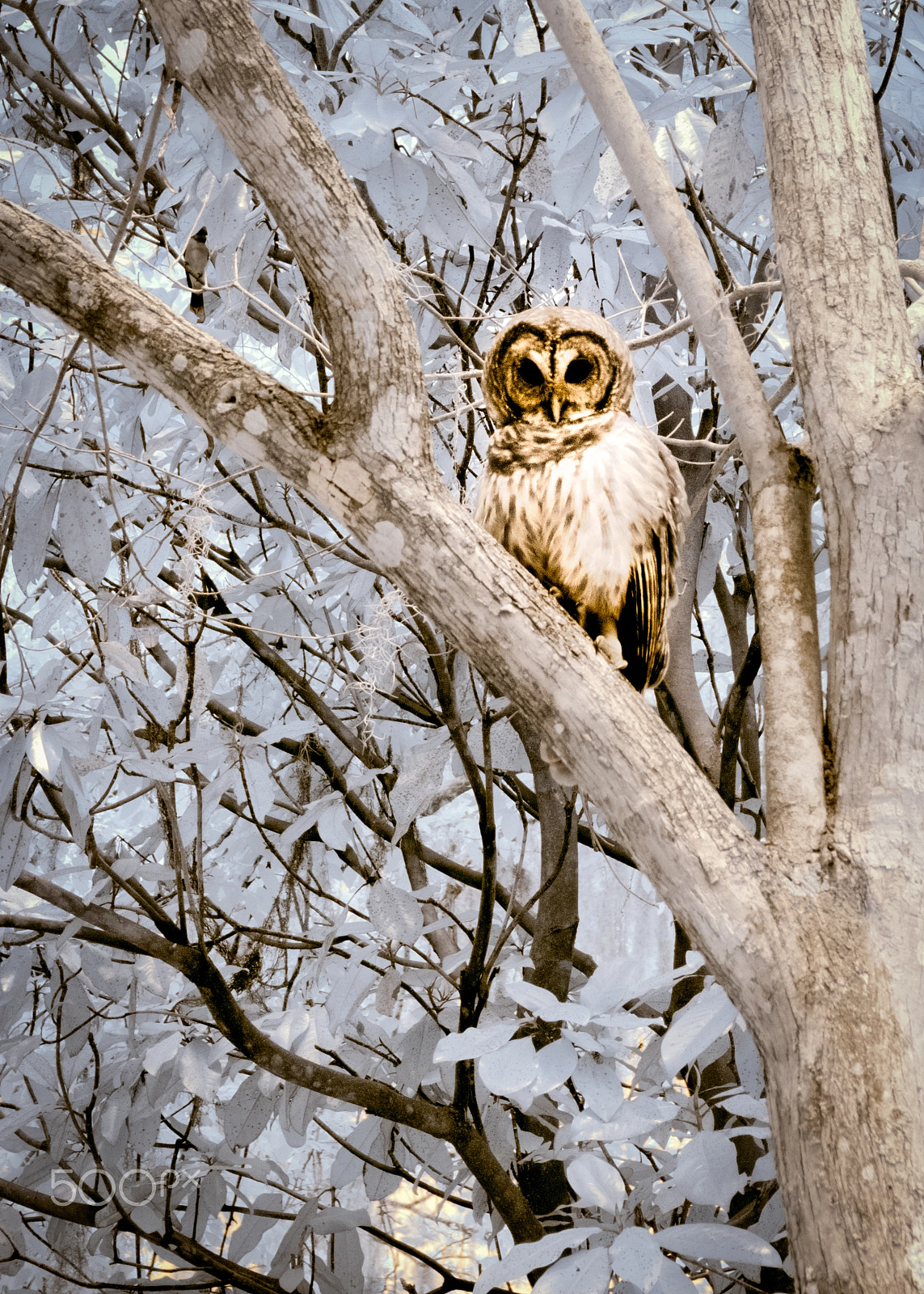 Nikon D300S + Nikon AF-S DX Nikkor 18-55mm F3.5-5.6G VR II sample photo. Barred owl, infrared photography