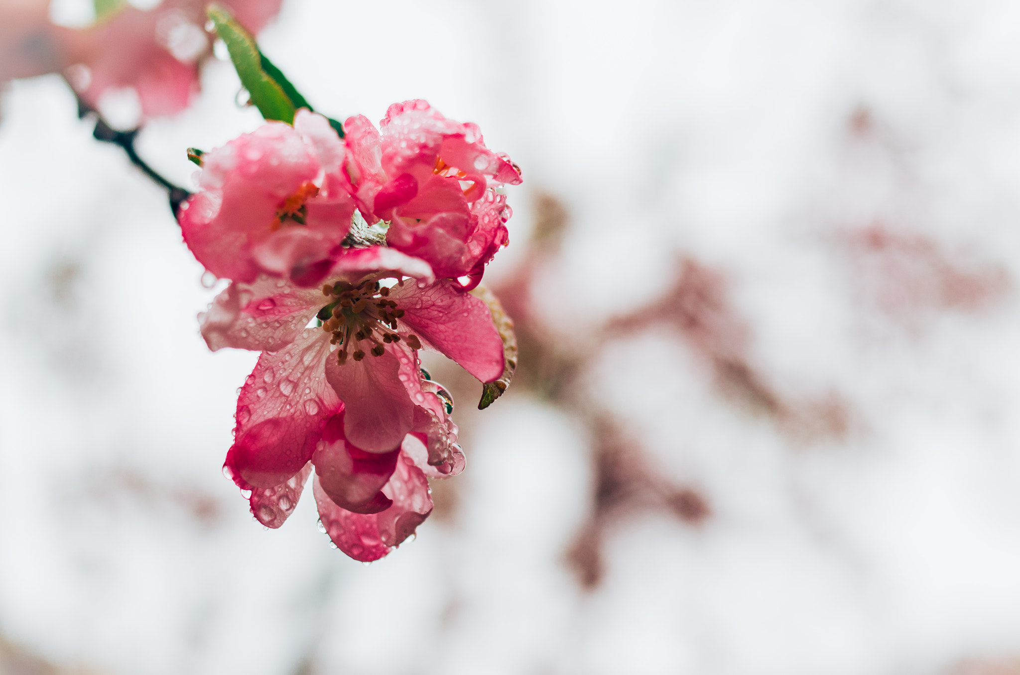 Pentax K-5 IIs sample photo. Bala5045-2.jpg photography