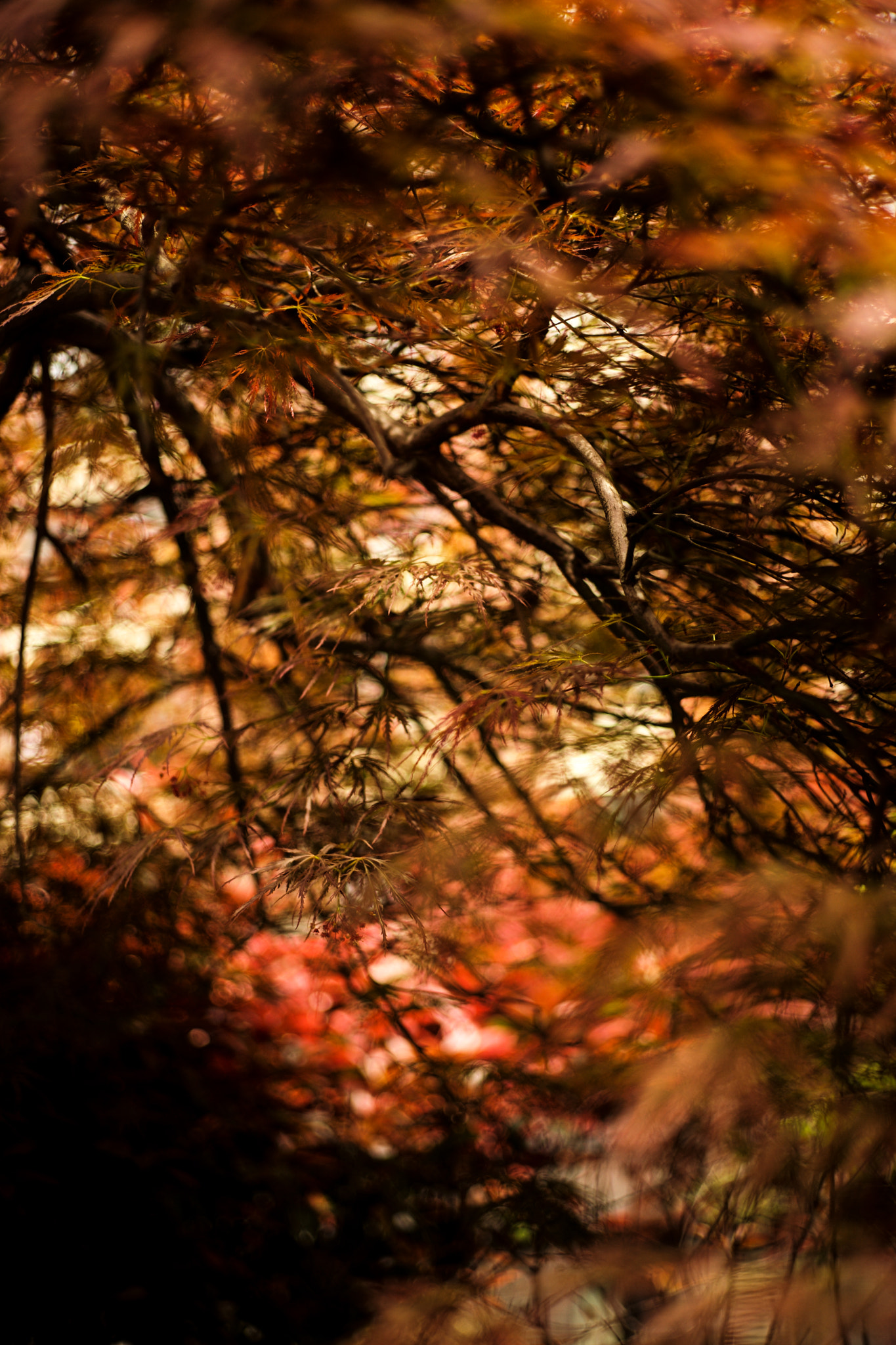 Noctilux-M 1:1/50 sample photo. Flowers photography