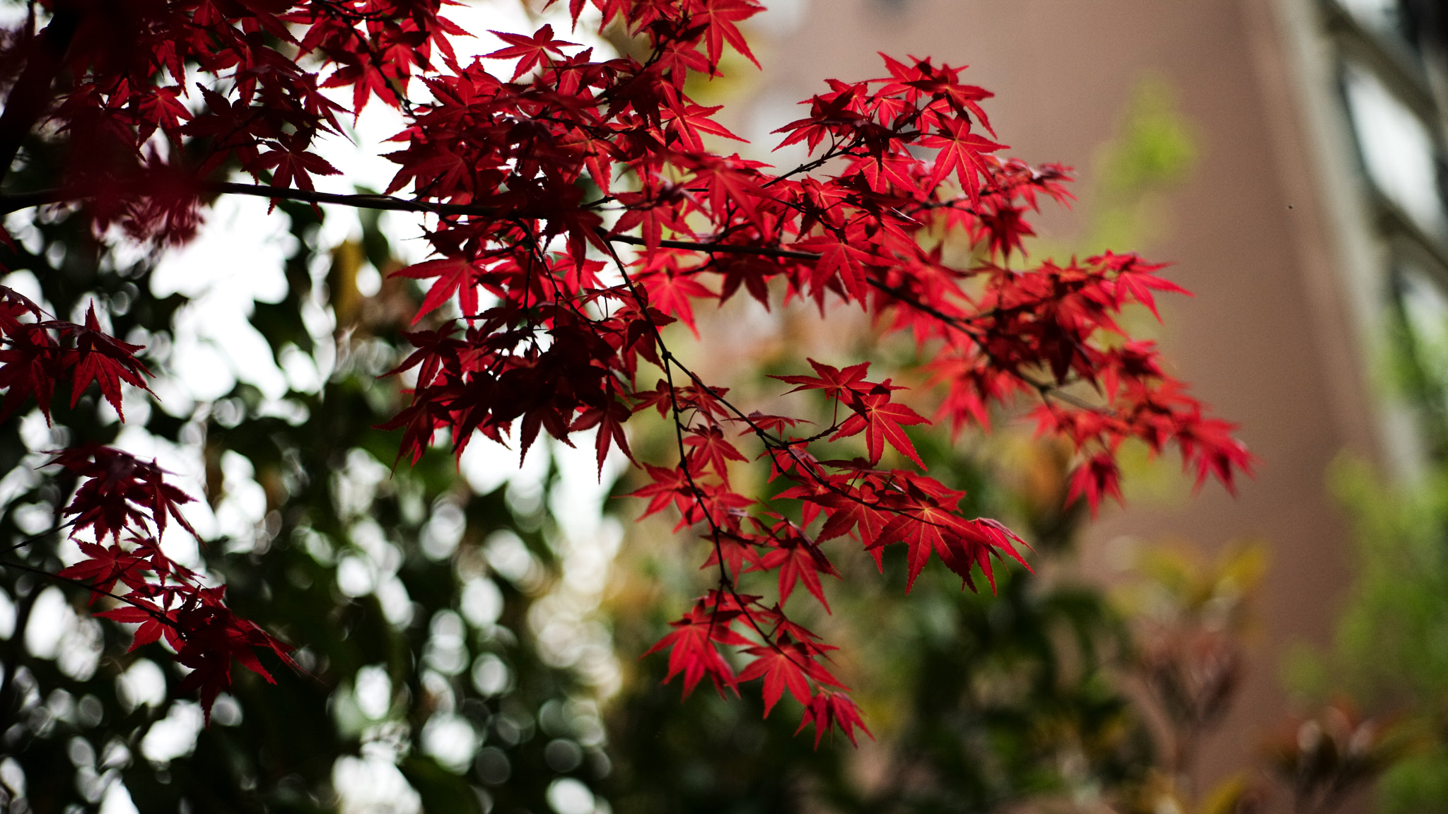 Noctilux-M 1:1/50 sample photo. Flowers photography