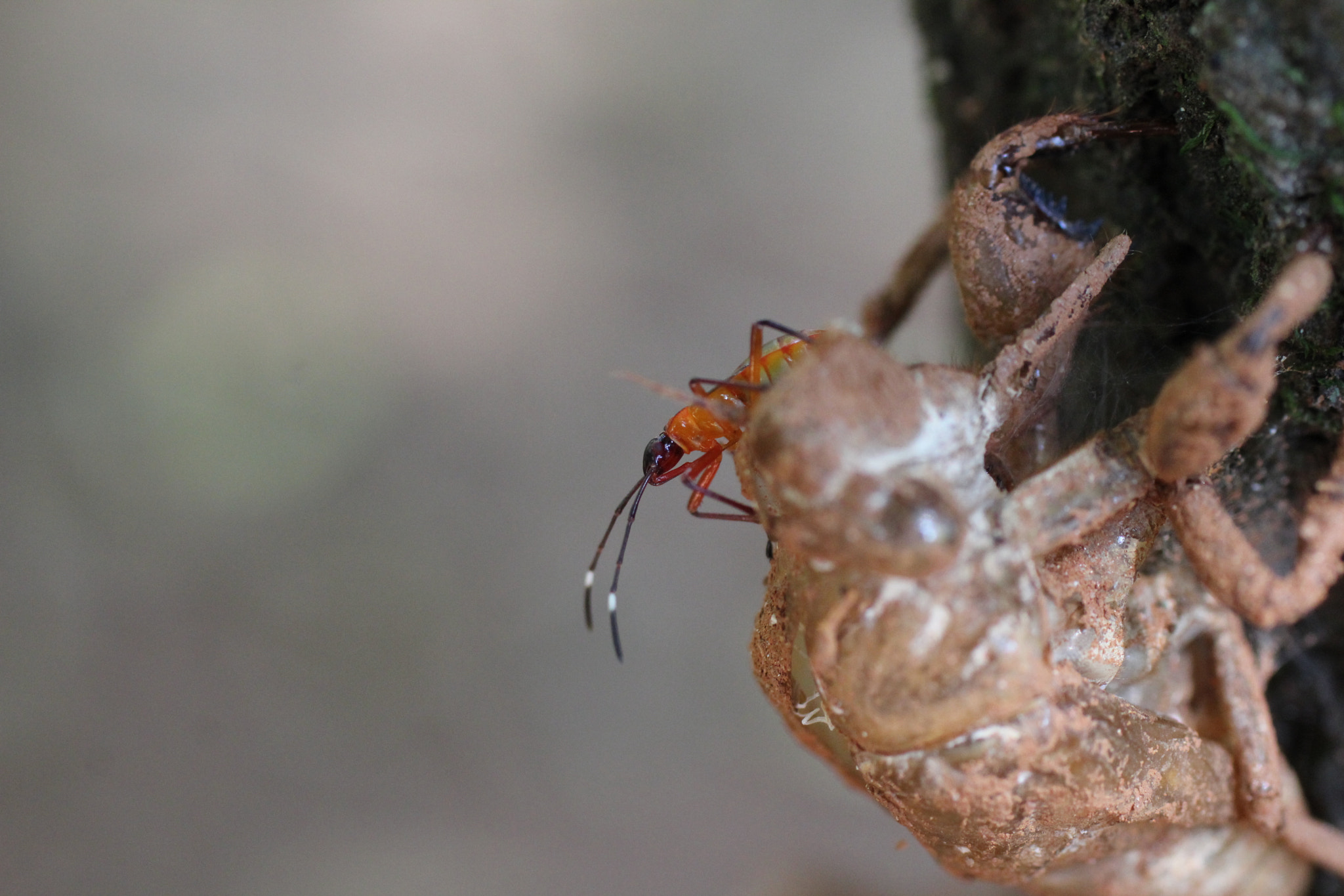 Canon EF 50mm F2.5 Macro sample photo. Novo morador photography