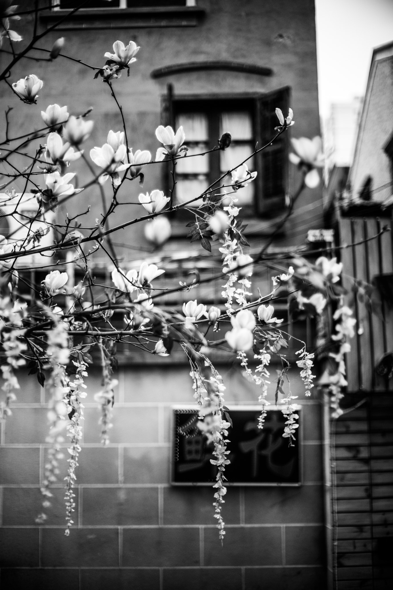 Noctilux-M 1:1/50 sample photo. Flowers photography